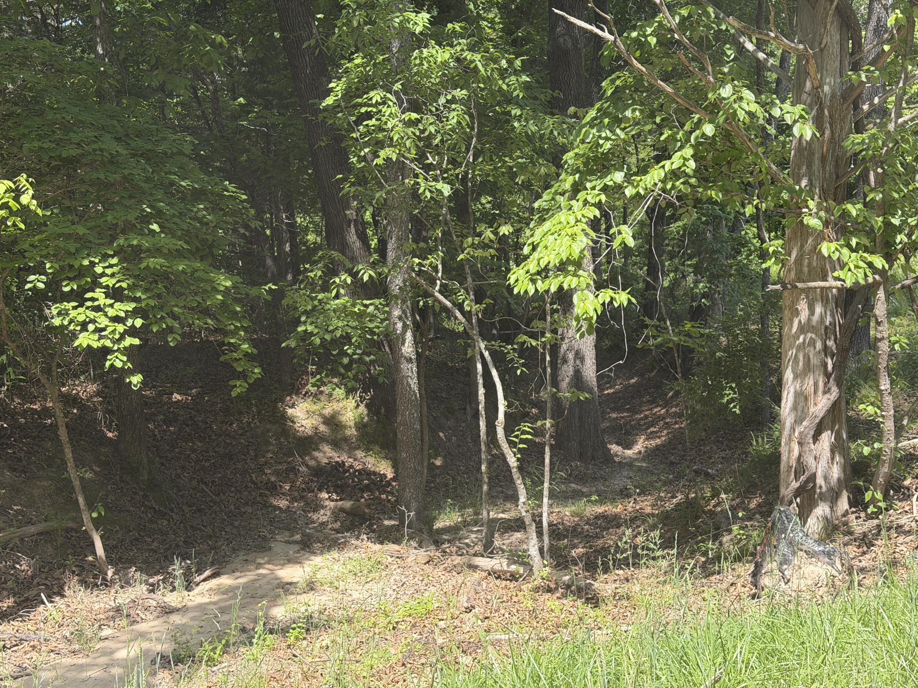 Photo 34 - Land for sale – 000  County Road 318   Tecumseh, MO