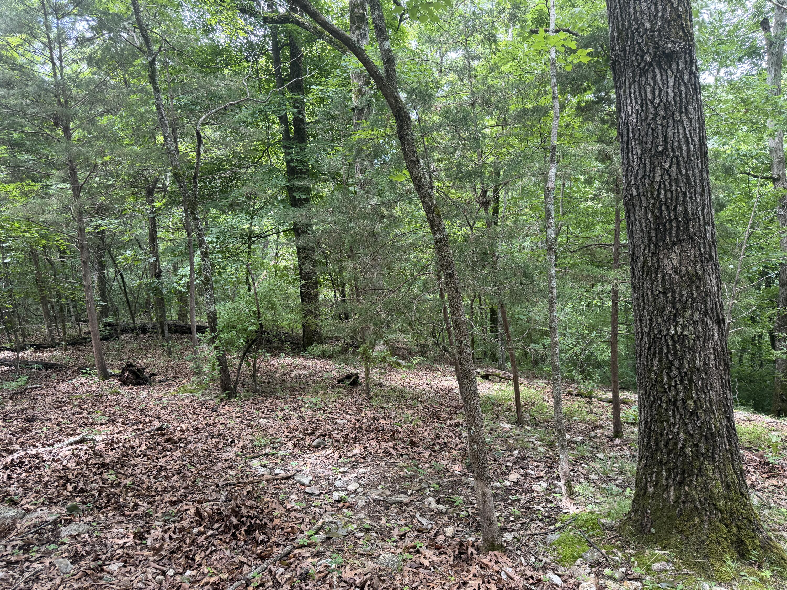 Photo 19 - Land for sale – 000  County Road 318   Tecumseh, MO