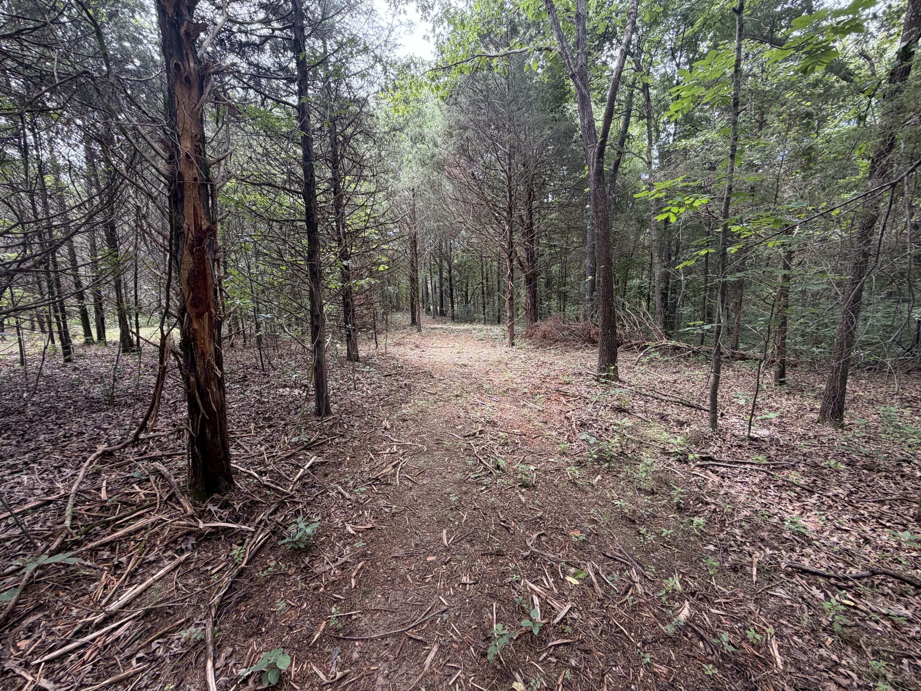 Photo 5 - Land for sale – 000  County Road 318   Tecumseh, MO