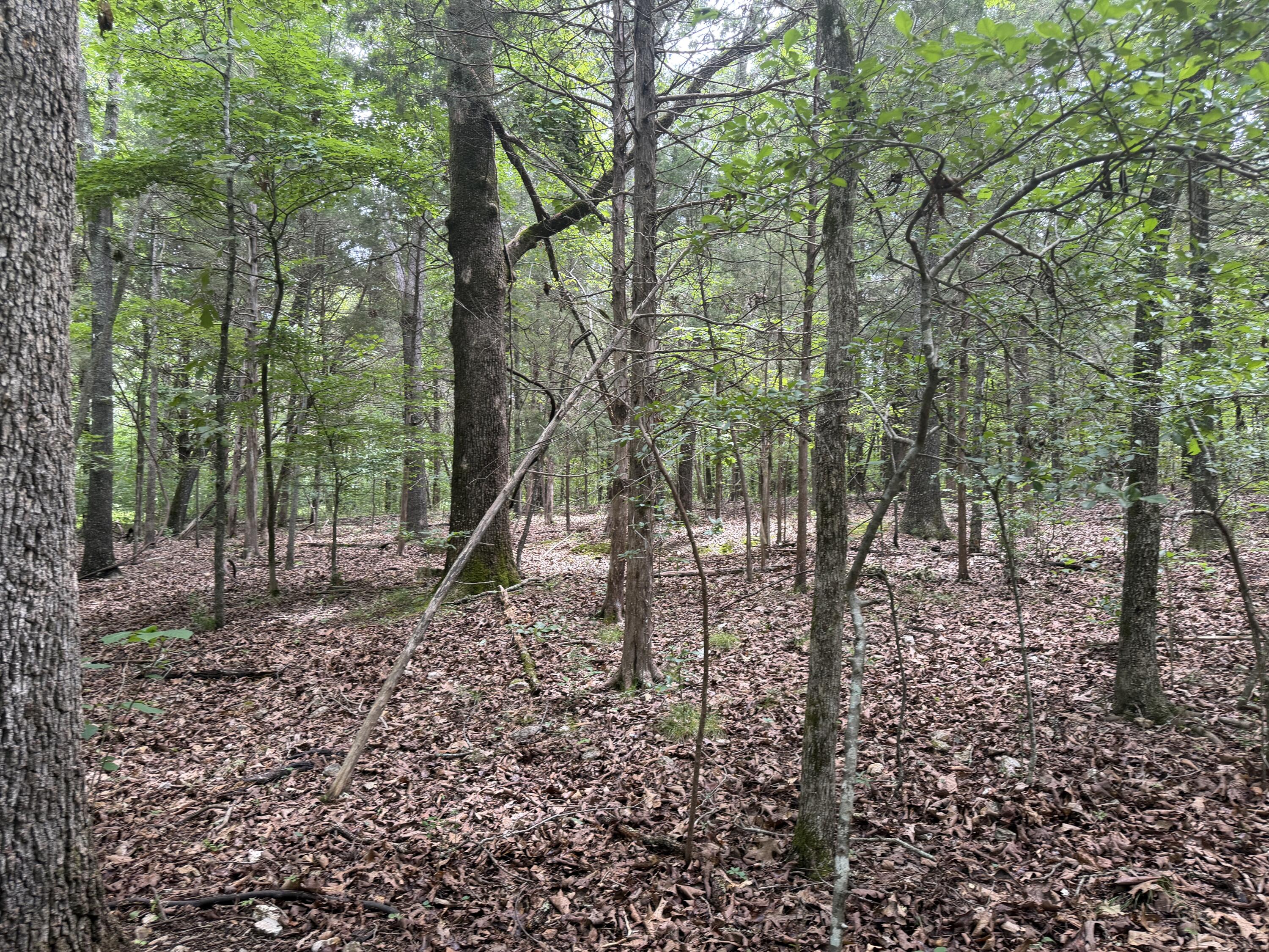 Photo 10 - Land for sale – 000  County Road 318   Tecumseh, MO