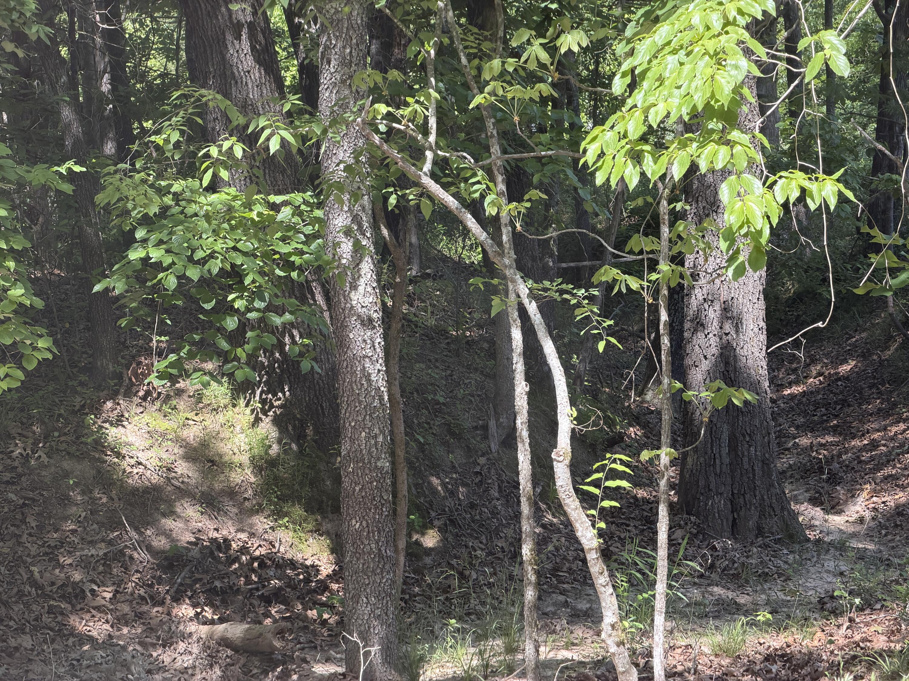Photo 31 - Land for sale – 000  County Road 318   Tecumseh, MO
