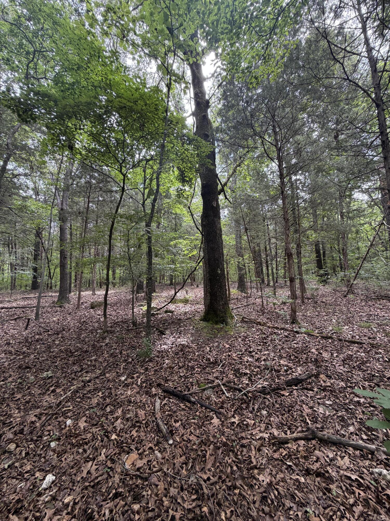 Photo 8 - Land for sale – 000  County Road 318   Sycamore, MO