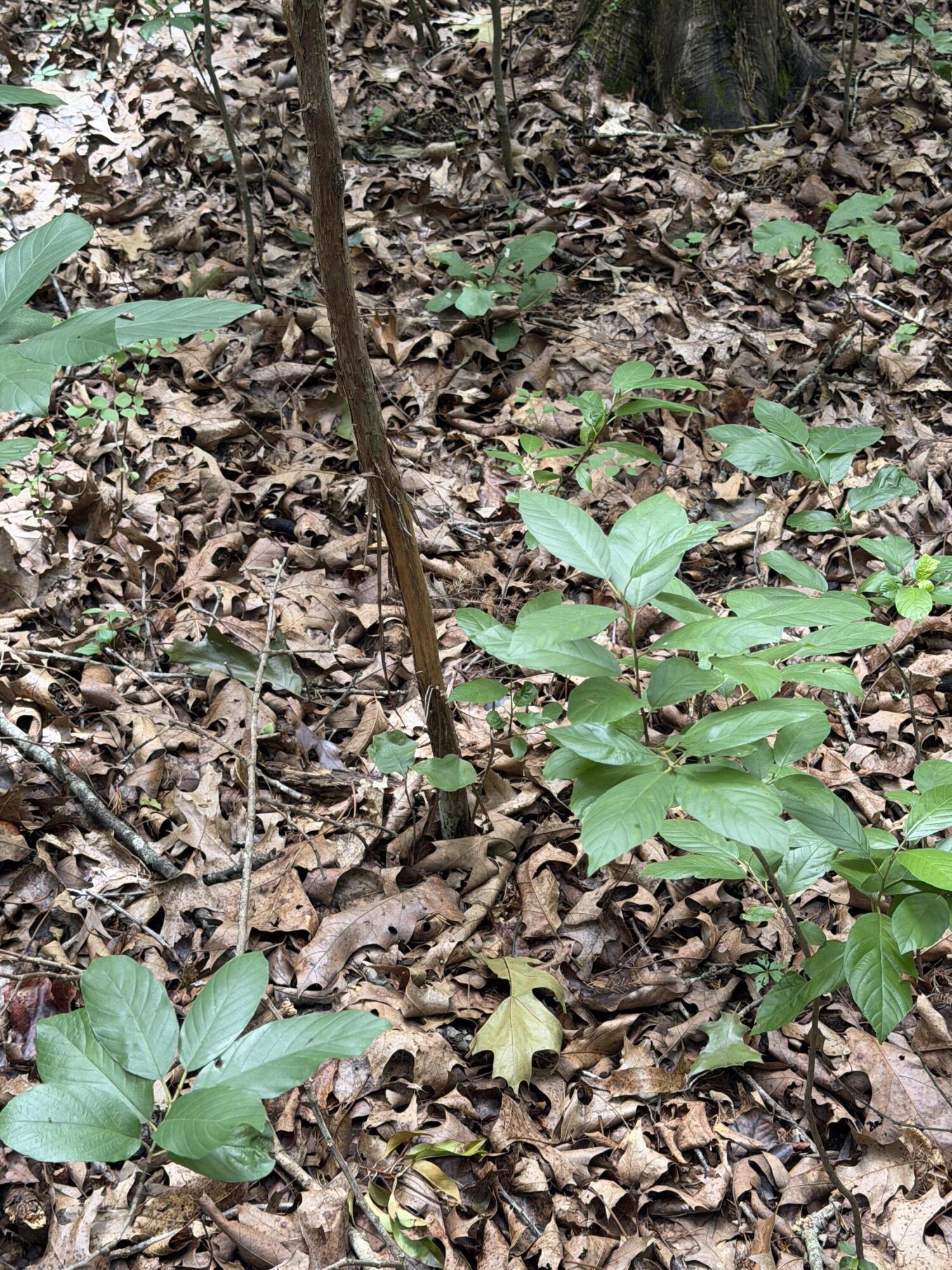 Photo 2 - Land for sale – 000  County Road 318   Sycamore, MO