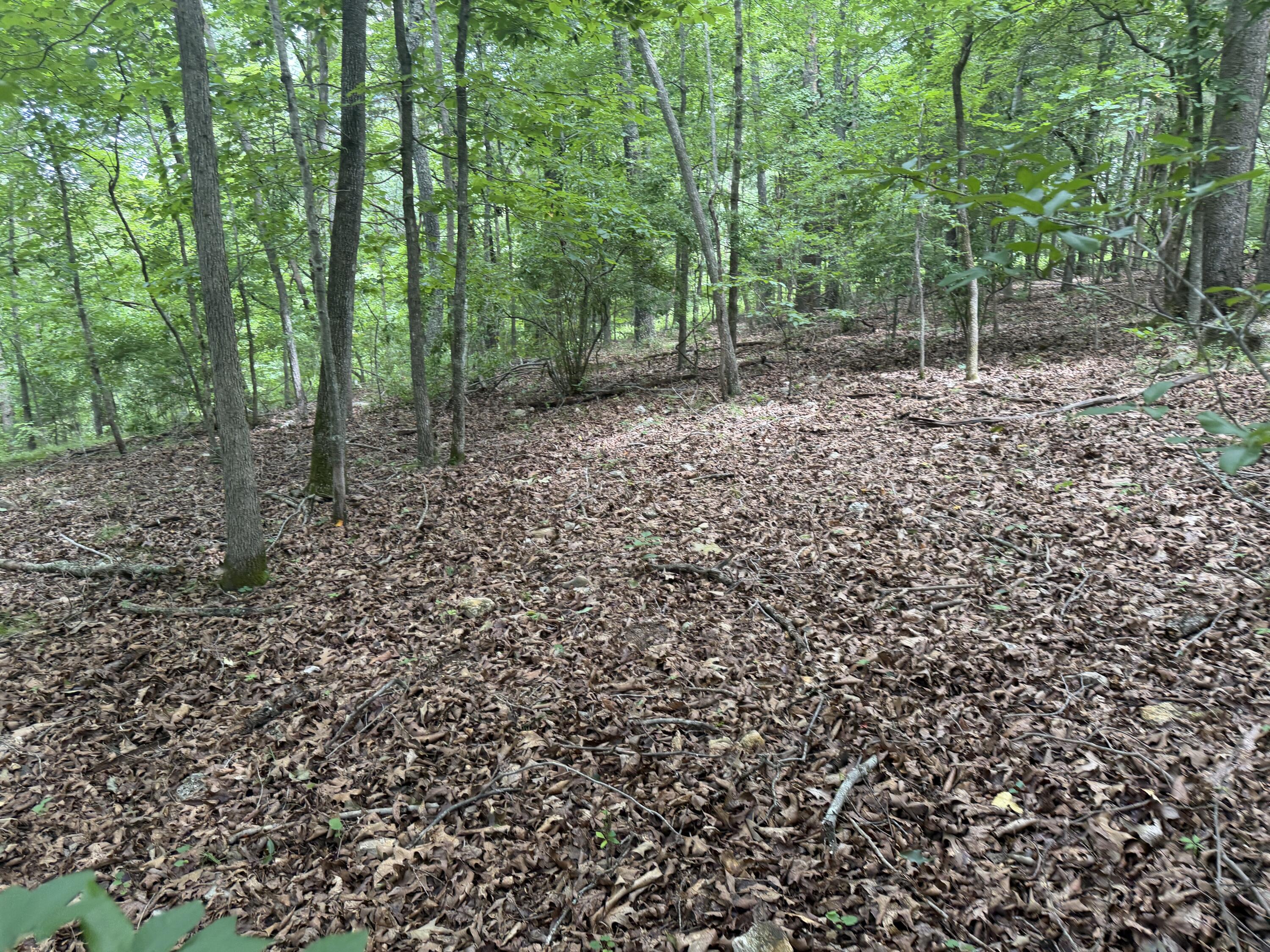 Photo 6 - Land for sale – 000  County Road 318   Sycamore, MO