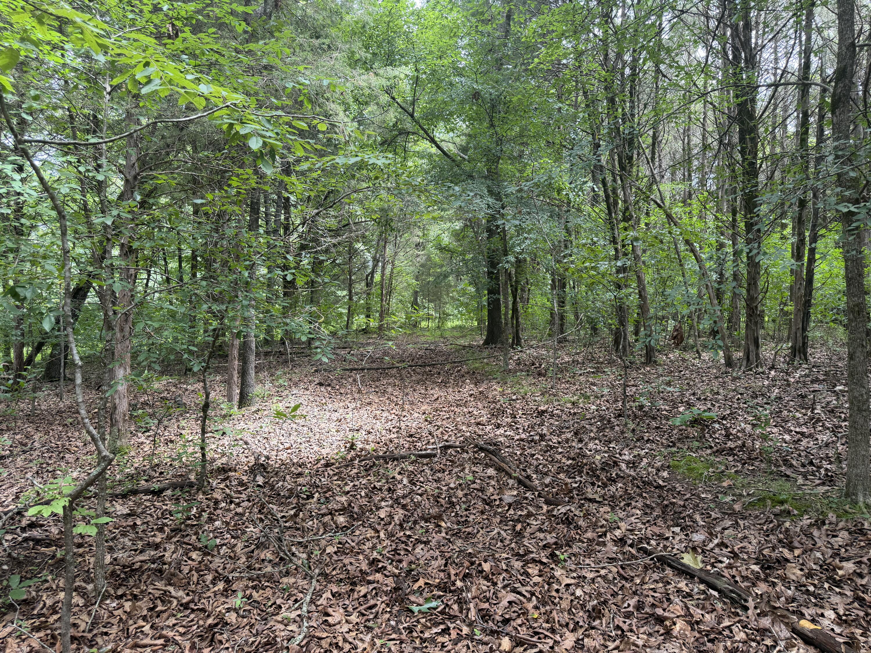 Photo 14 - Land for sale – 000  County Road 318   Sycamore, MO