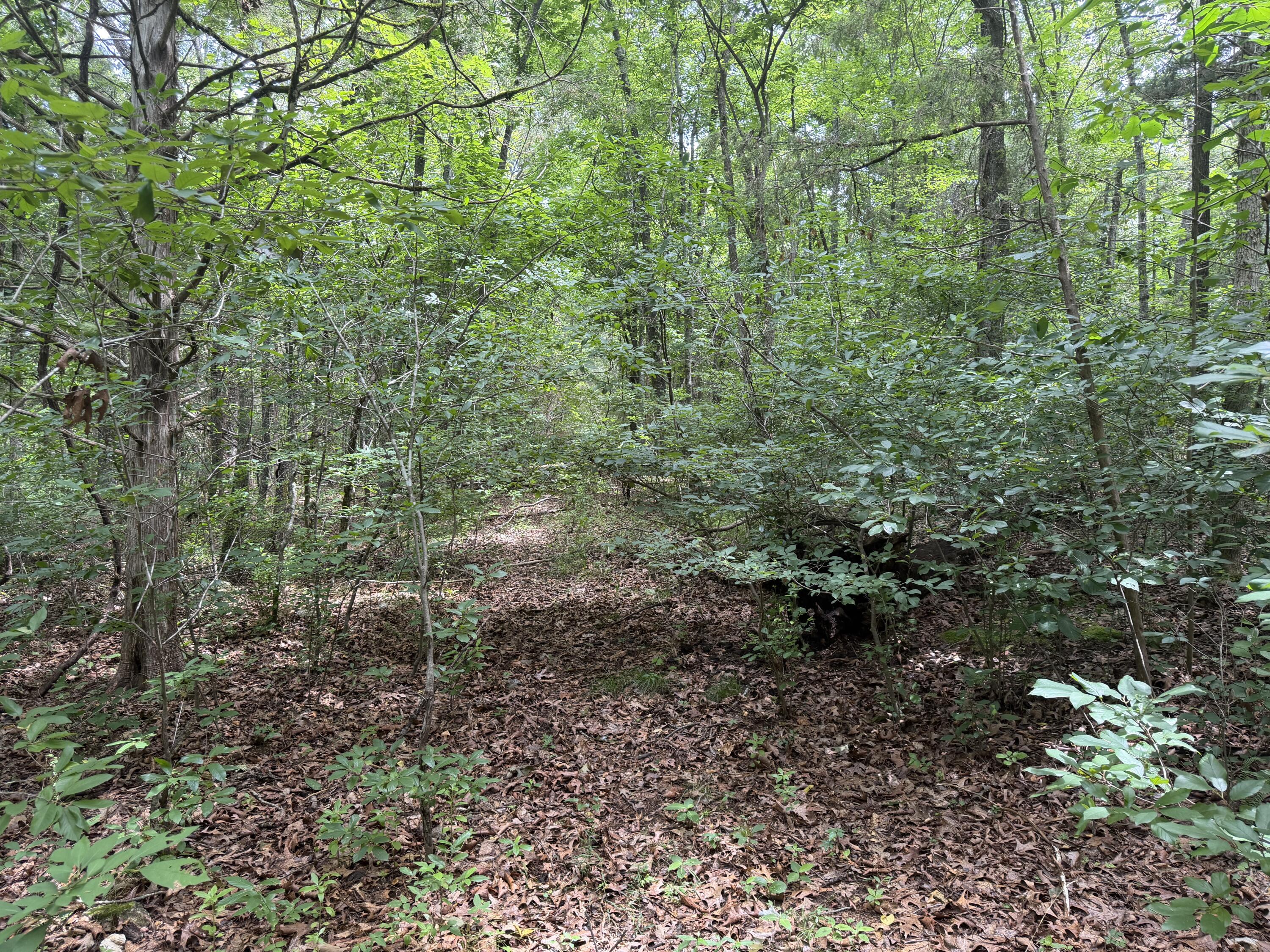 Photo 11 - Land for sale – 000  County Road 318   Tecumseh, MO