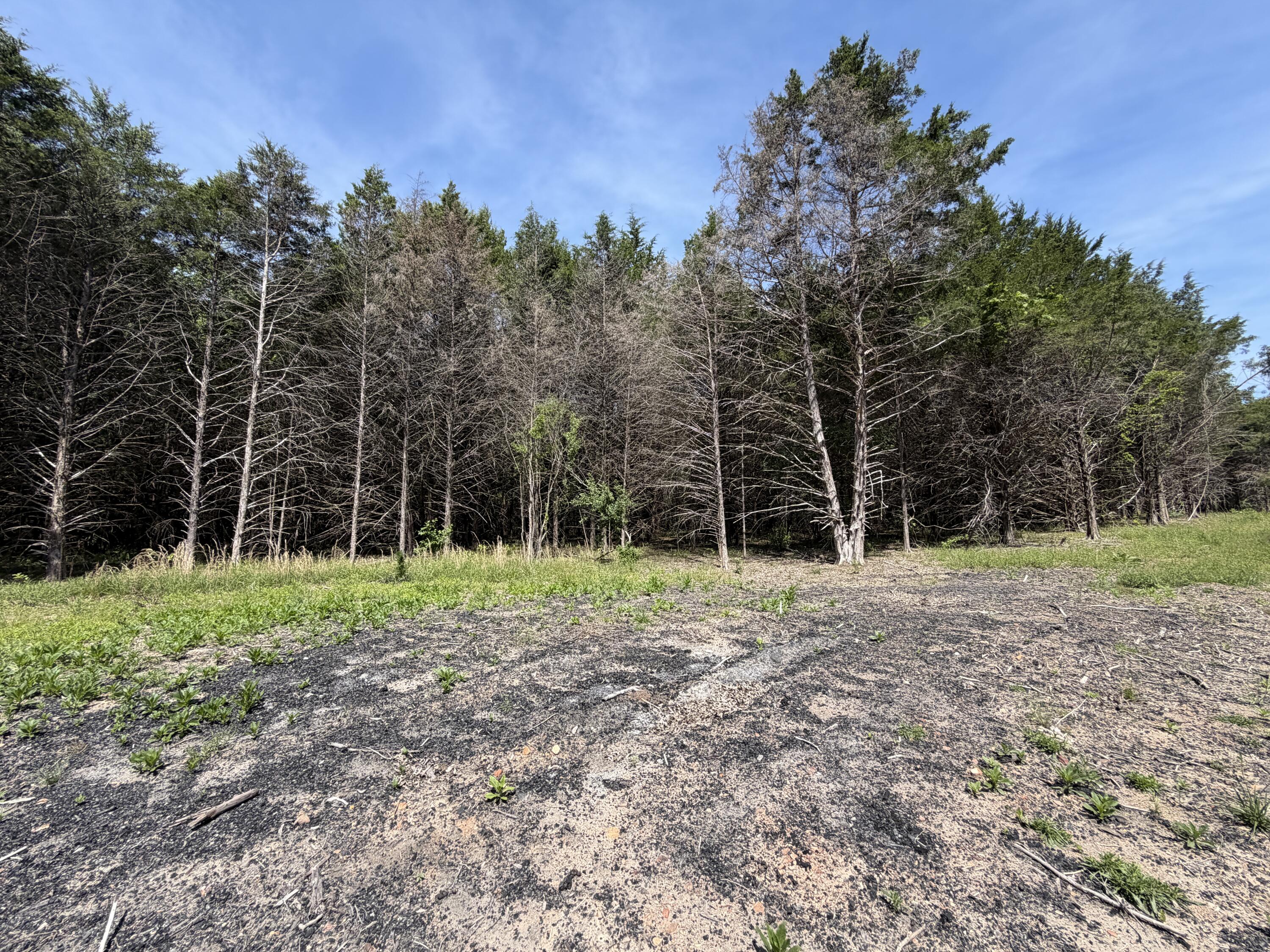 Photo 18 - Land for sale – 000  County Road 318   Tecumseh, MO