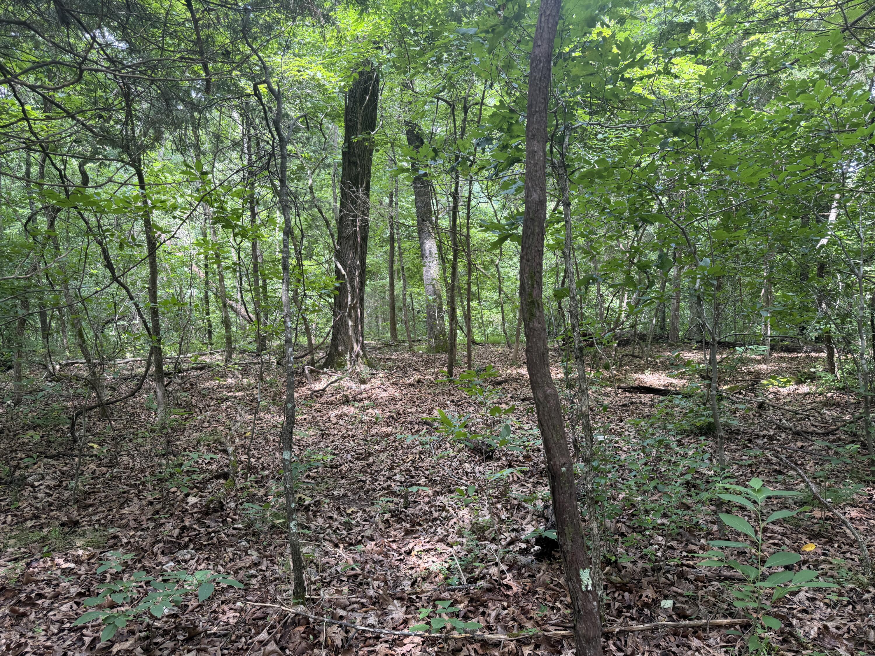 Photo 10 - Land for sale – 000  County Road 318   Tecumseh, MO