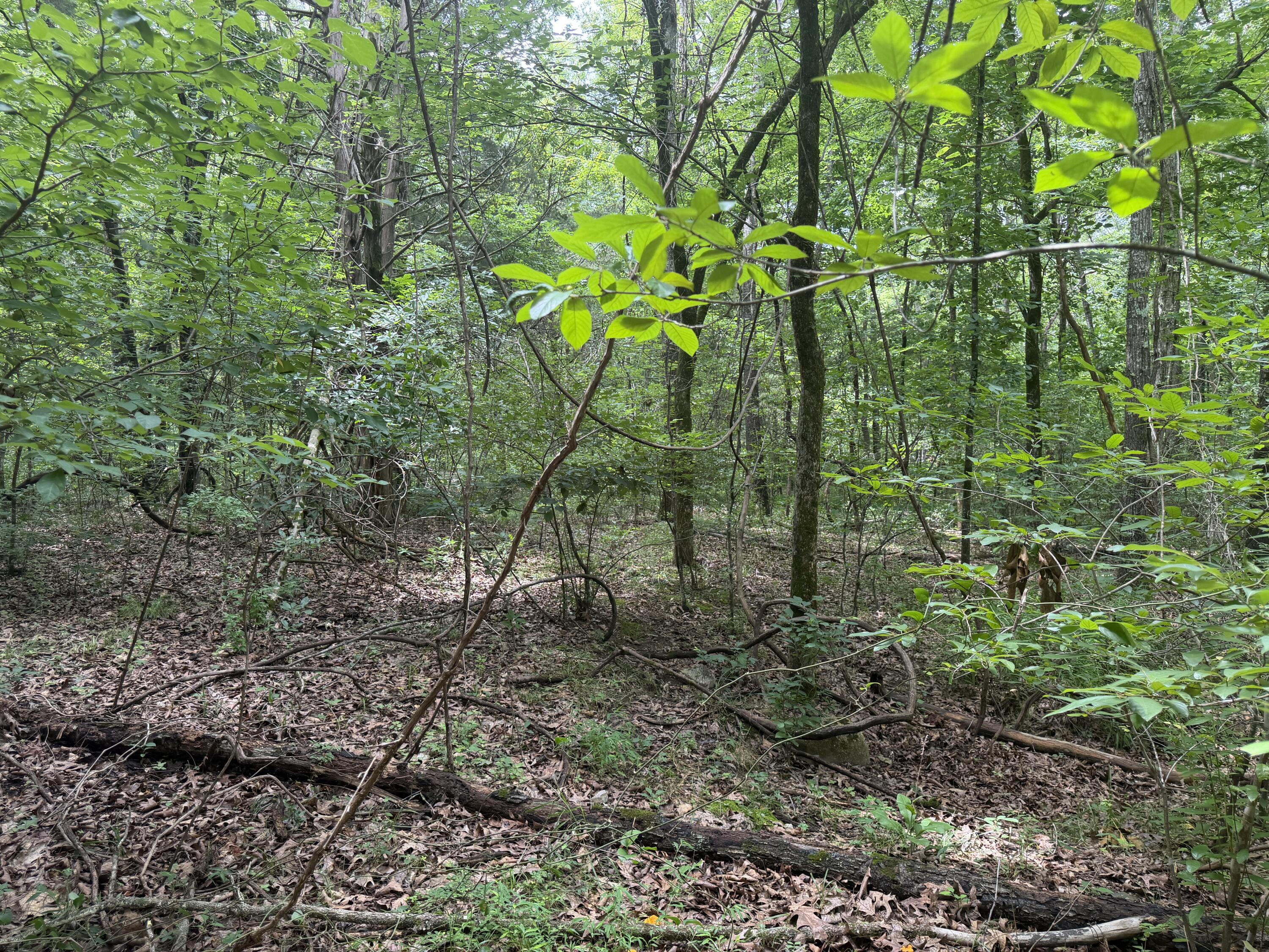 Photo 12 - Land for sale – 000  County Road 318   Tecumseh, MO