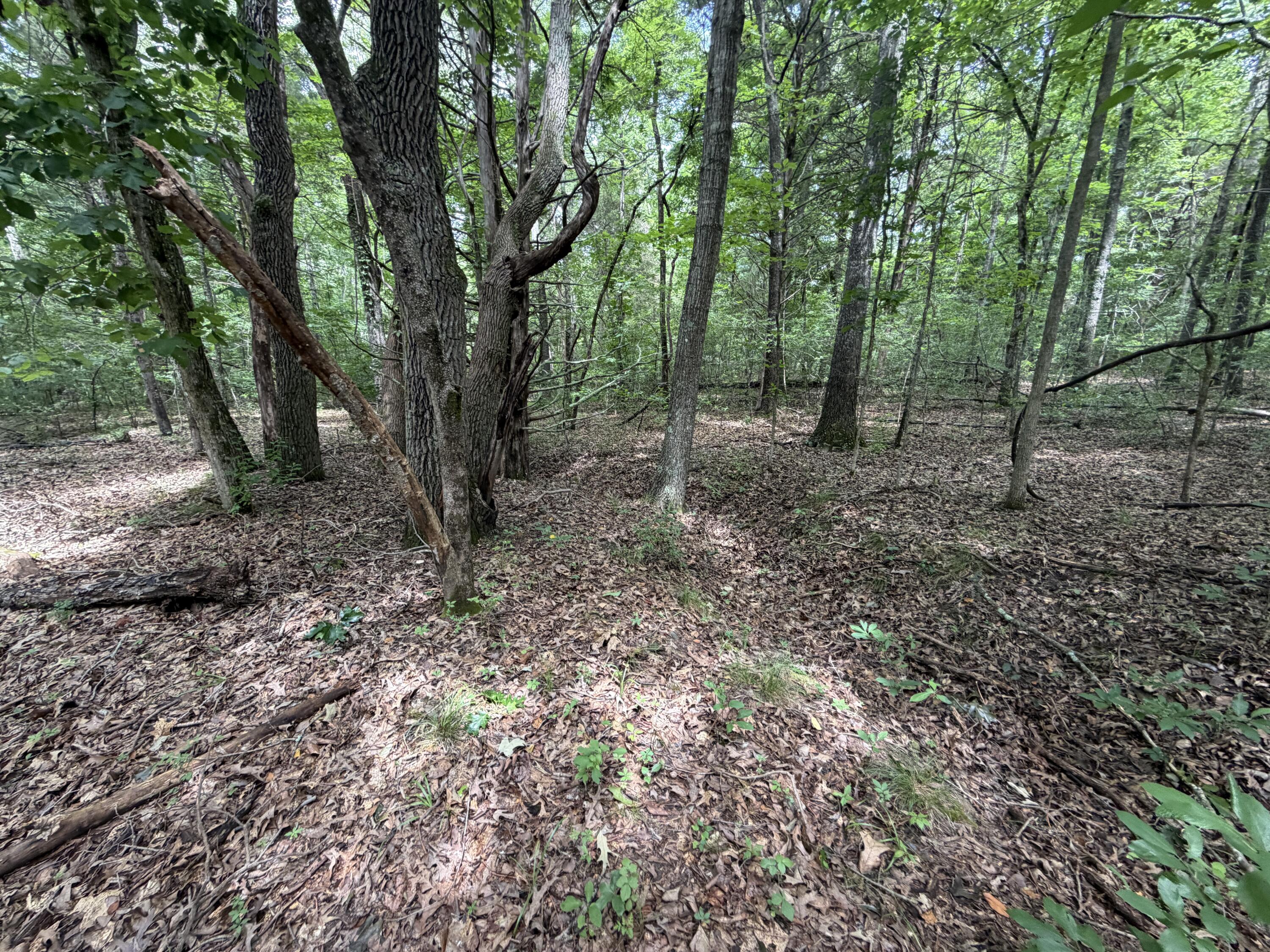 Photo 4 - Land for sale – 000  County Road 318   Tecumseh, MO