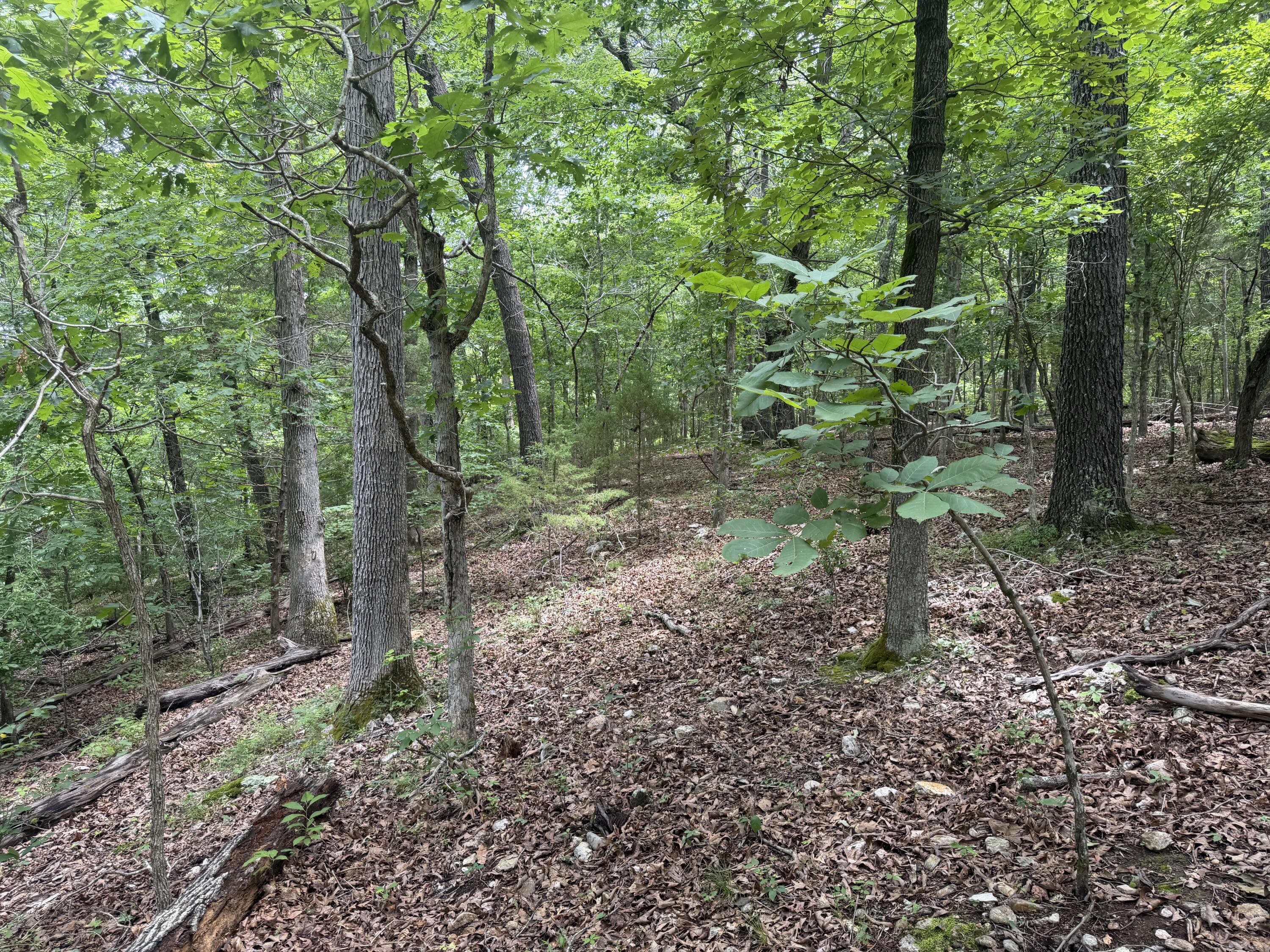Photo 9 - Land for sale – 000  County Road 318   Tecumseh, MO