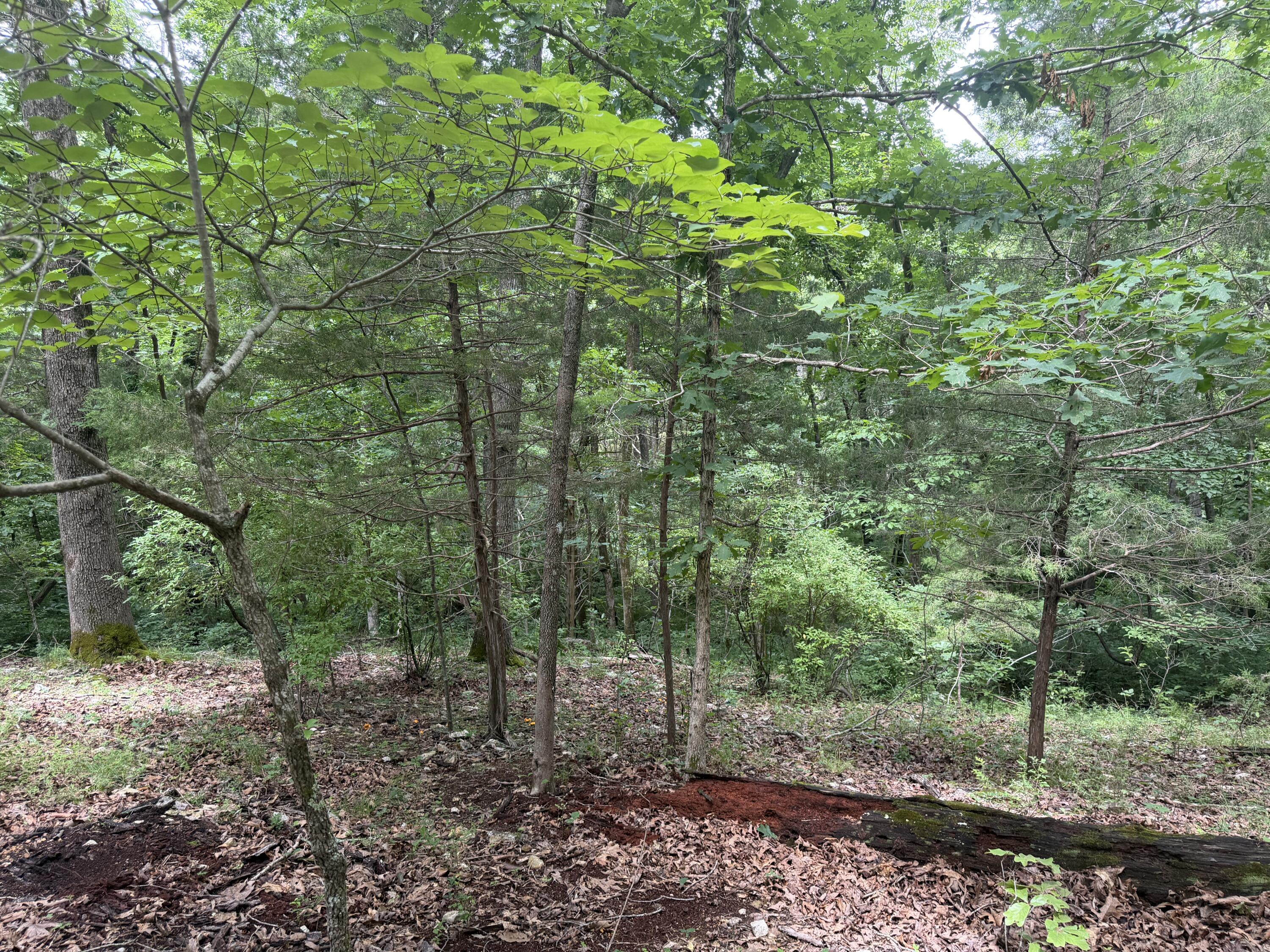 Photo 5 - Land for sale – 000  County Road 318   Tecumseh, MO