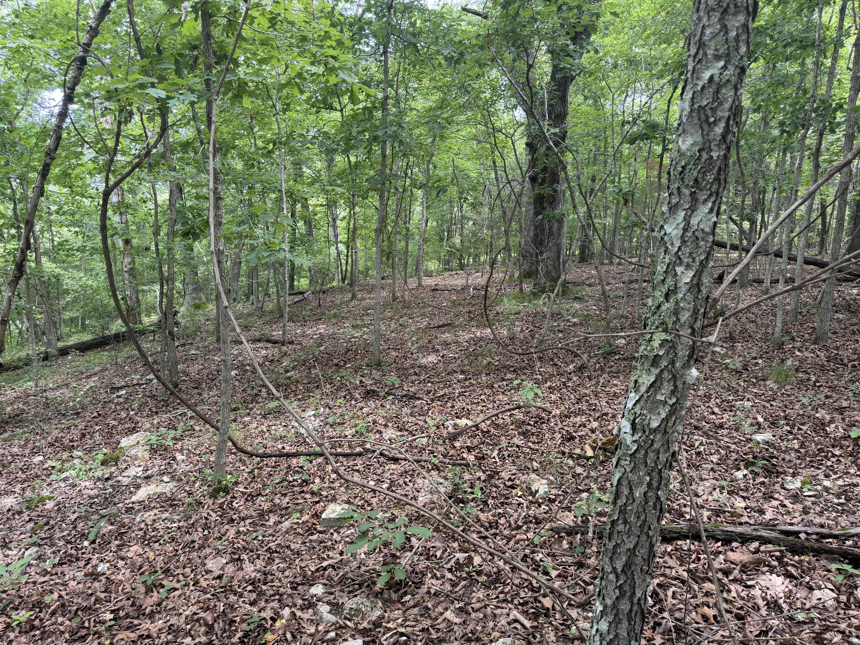 Photo 3 - Land for sale – 000  County Road 318   Tecumseh, MO