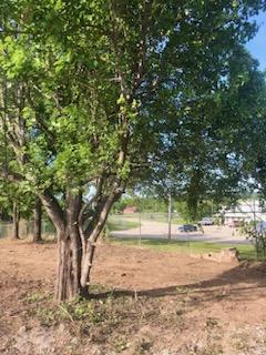 Photo 4 - Land for sale – 1960  Bluebird Road  Cabool, MO