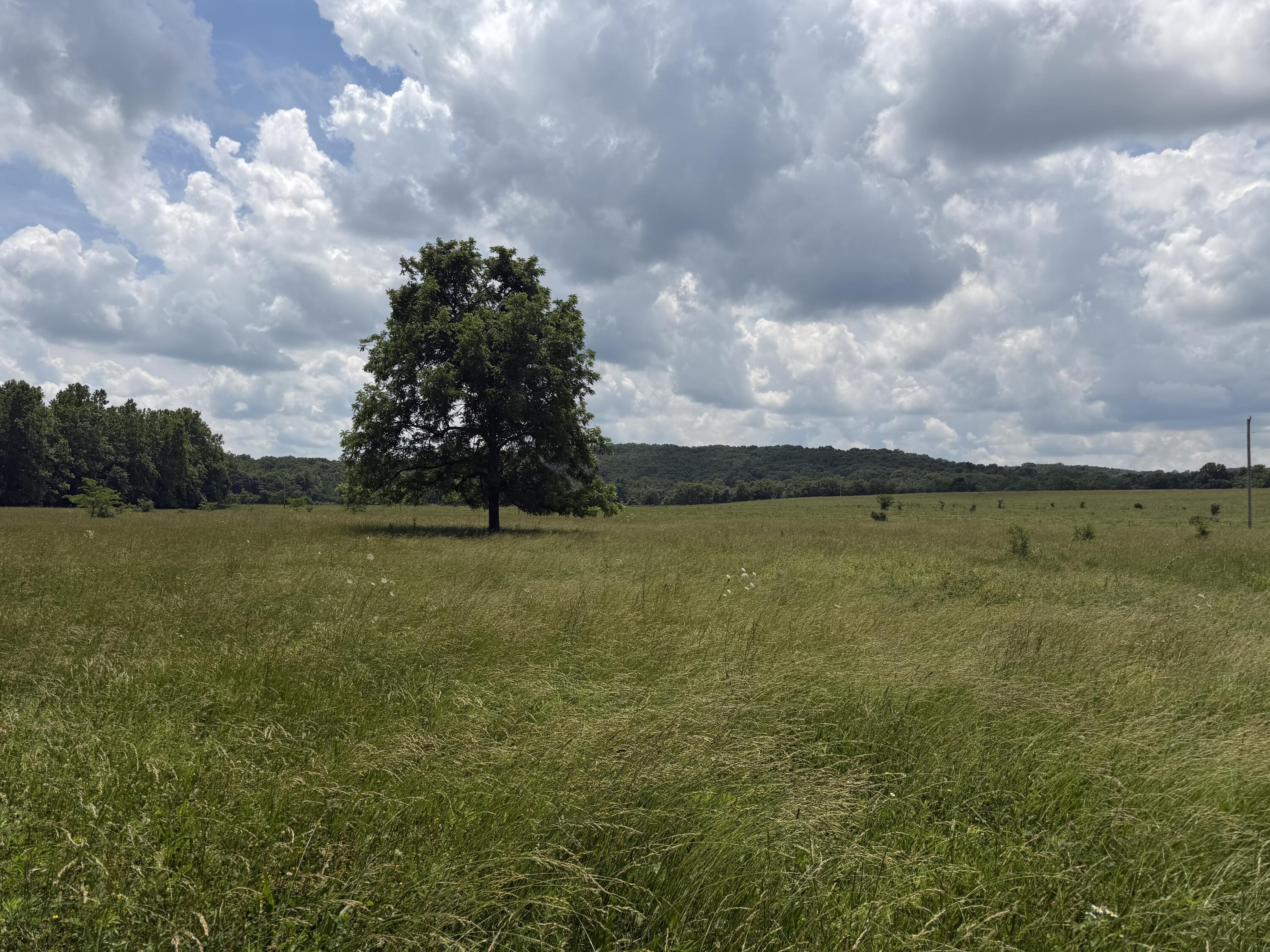 Photo 35 - Farm for sale – 000  Pleasant Hill Road  Mountain Grove, MO