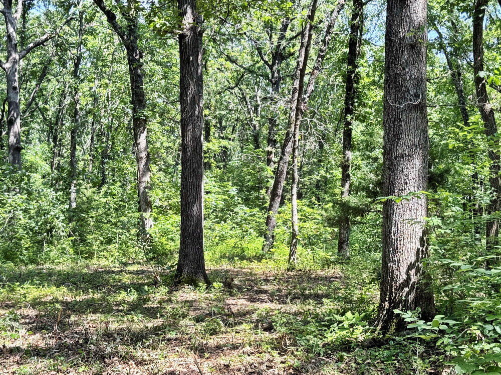 Photo 13 - Land for sale – Tbd1 E 1550 Road  Jerico Springs, MO