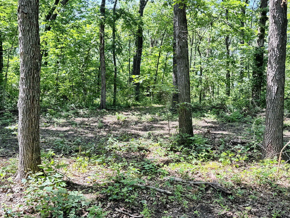Photo 5 - Land for sale – Tbd1 E 1550 Road  Jerico Springs, MO