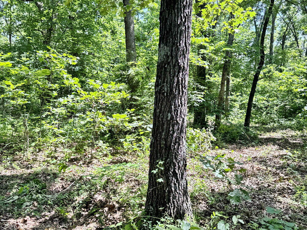 Photo 12 - Land for sale – Tbd1 E 1550 Road  Jerico Springs, MO
