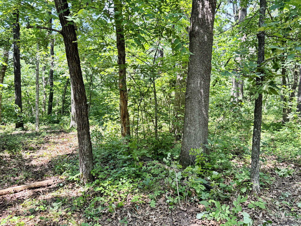 Photo 14 - Land for sale – Tbd1 E 1550 Road  Jerico Springs, MO