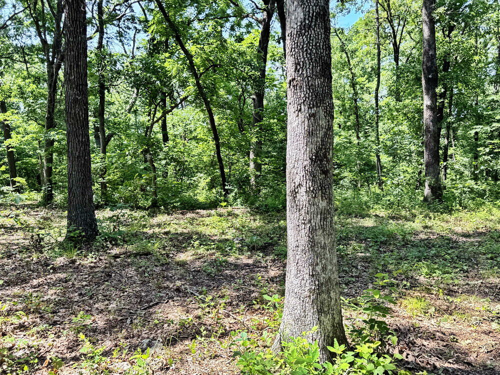 Photo 9 - Land for sale – Tbd1 E 1550 Road  Jerico Springs, MO