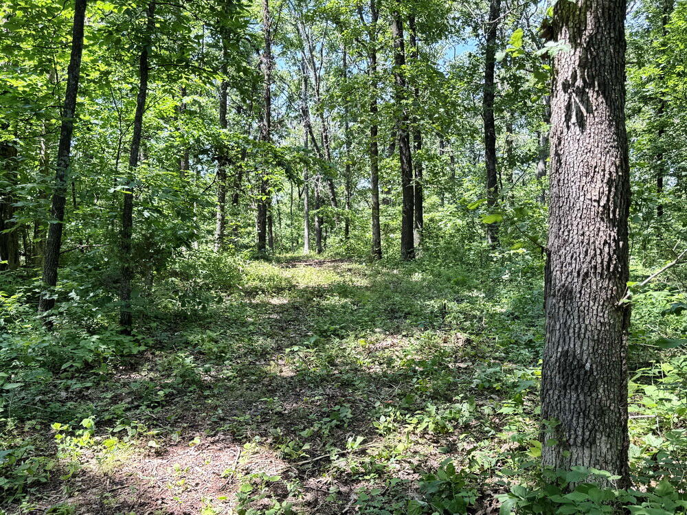 Photo 7 - Land for sale – Tbd1 E 1550 Road  Jerico Springs, MO