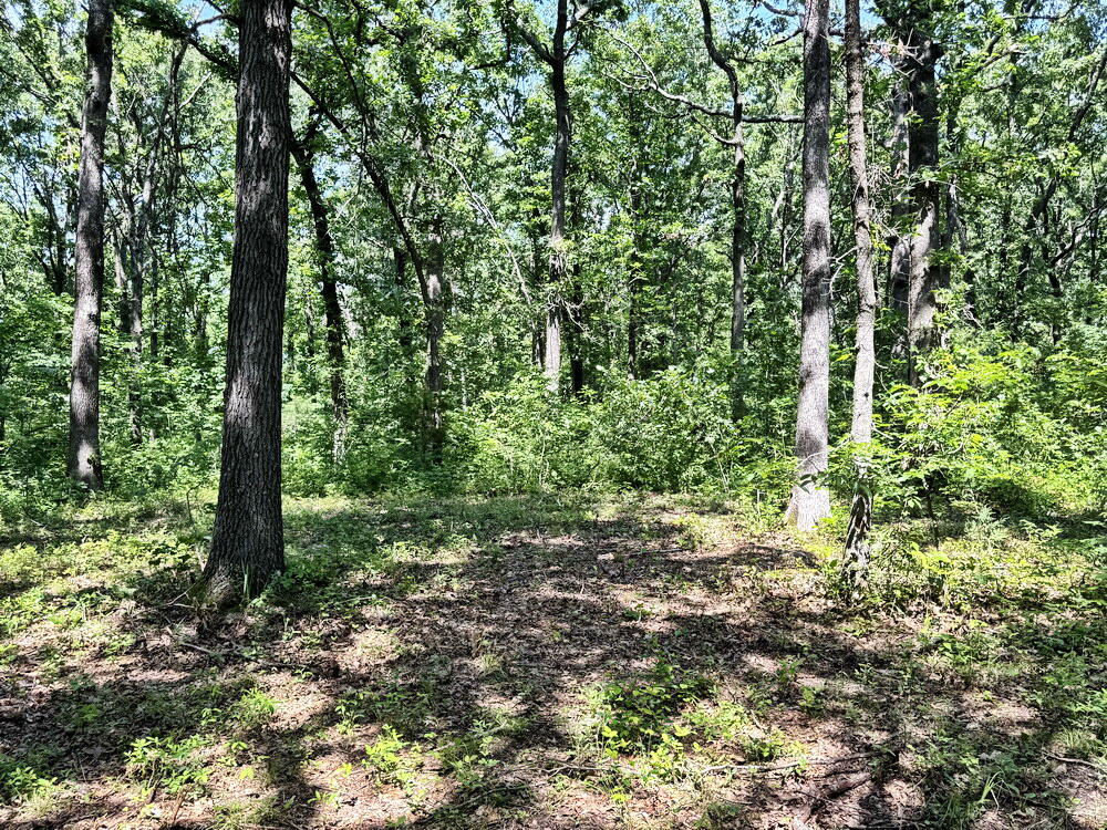 Photo 16 - Land for sale – Tbd1 E 1550 Road  Jerico Springs, MO
