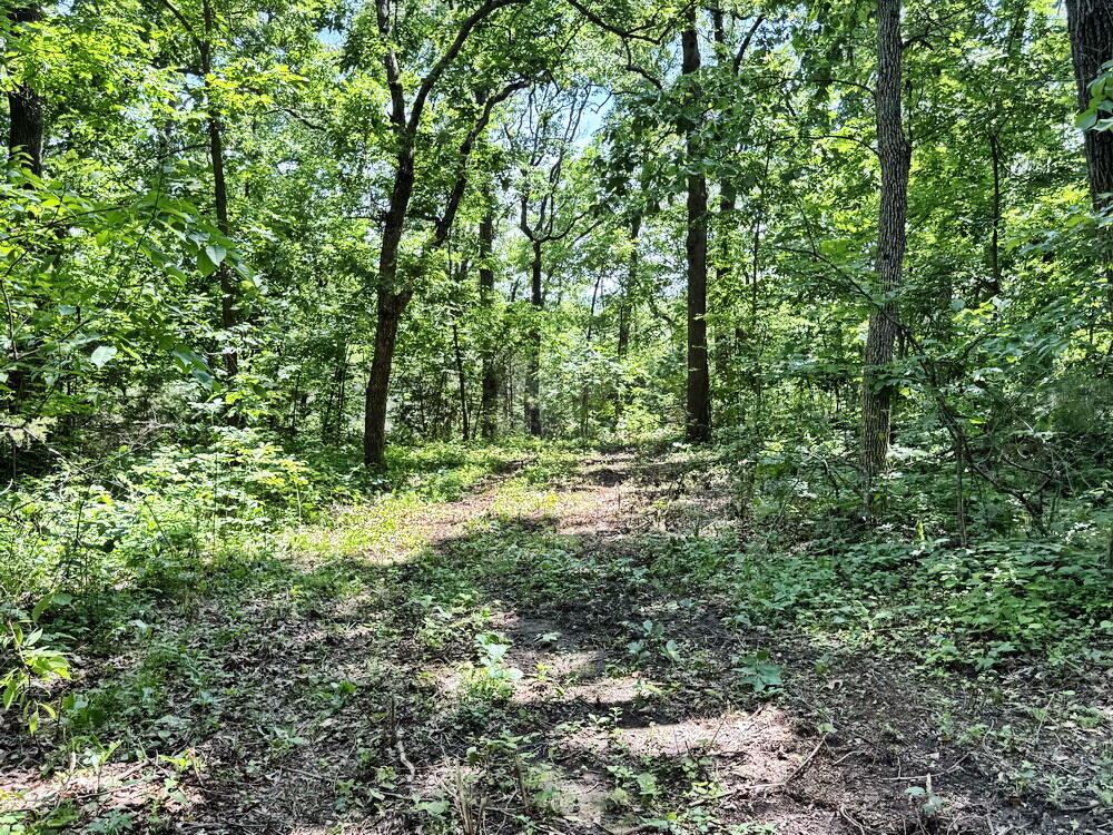 Photo 6 - Land for sale – Tbd1 E 1550 Road  Jerico Springs, MO