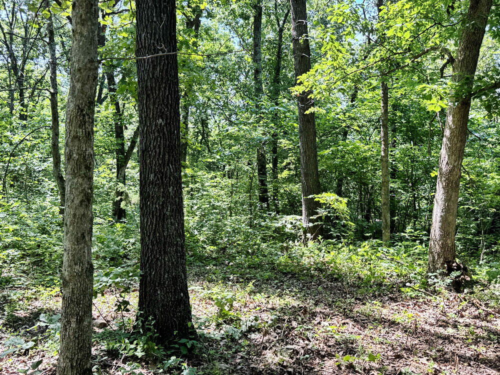 Photo 11 - Land for sale – Tbd1 E 1550 Road  Jerico Springs, MO