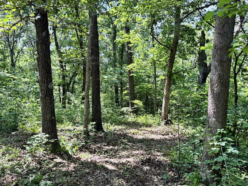 Photo 10 - Land for sale – Tbd1 E 1550 Road  Jerico Springs, MO