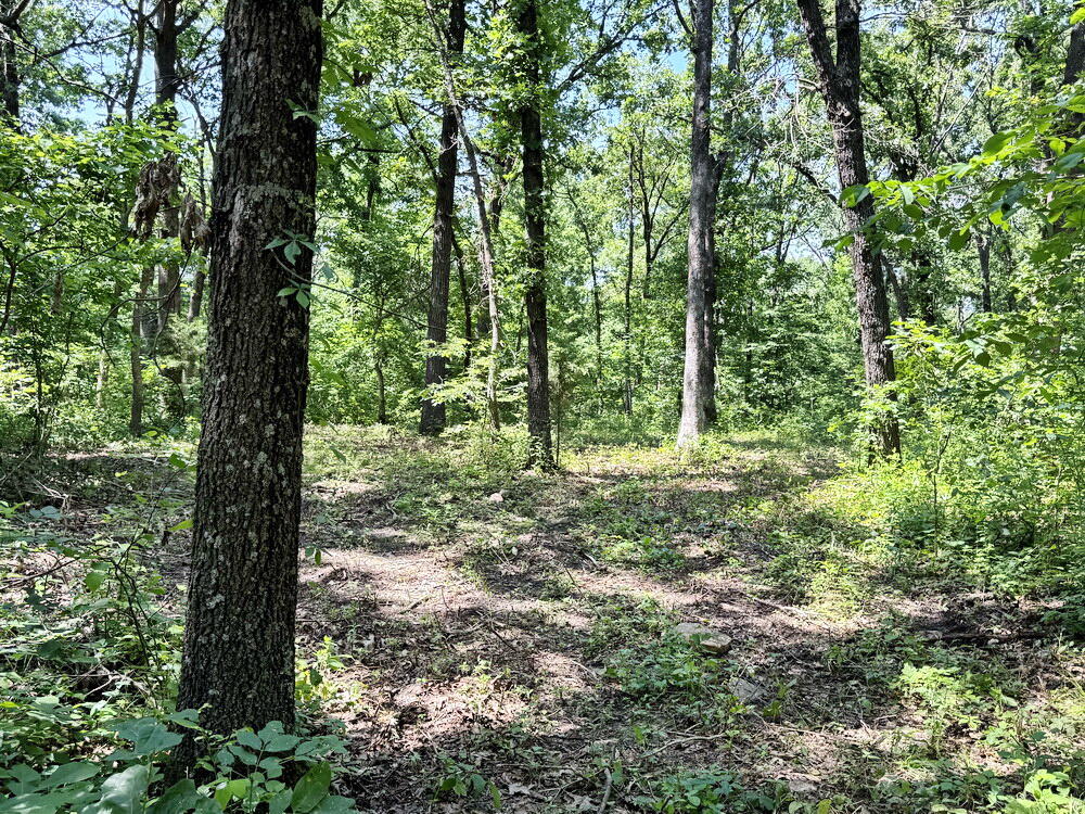 Photo 8 - Land for sale – Tbd1 E 1550 Road  Jerico Springs, MO