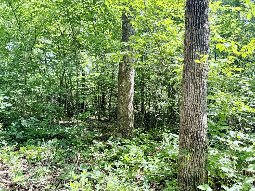 Photo 15 - Land for sale – Tbd1 E 1550 Road  Jerico Springs, MO