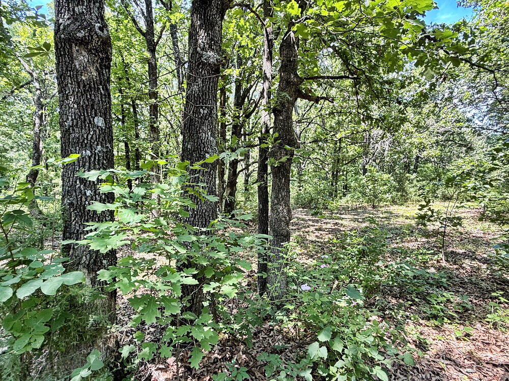 Photo 26 - Land for sale – Tbd3 E 1550 Road  Jerico Springs, MO