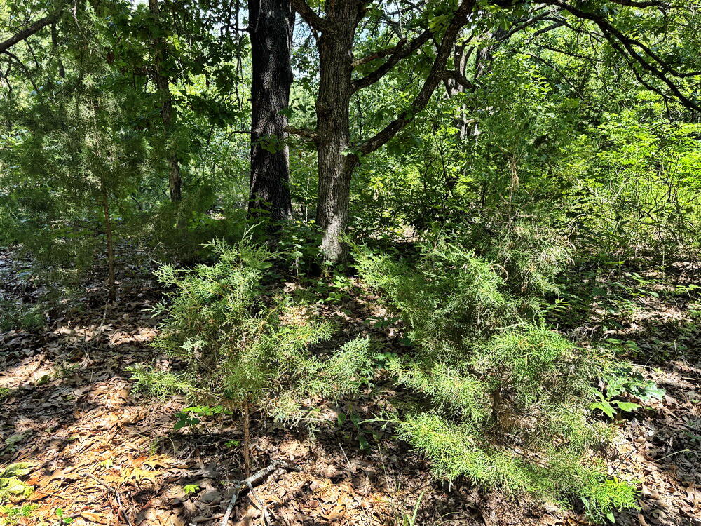 Photo 28 - Land for sale – Tbd3 E 1550 Road  Jerico Springs, MO