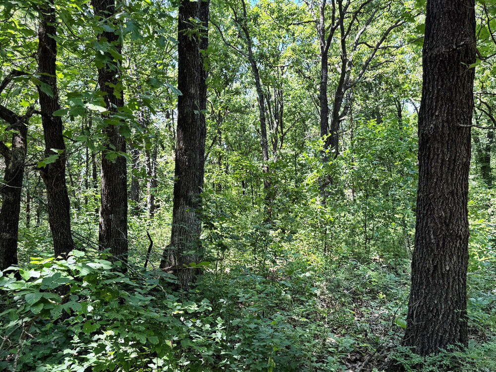 Photo 25 - Land for sale – Tbd3 E 1550 Road  Jerico Springs, MO