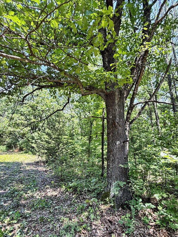 Photo 17 - Land for sale – Tbd3 E 1550 Road  Jerico Springs, MO