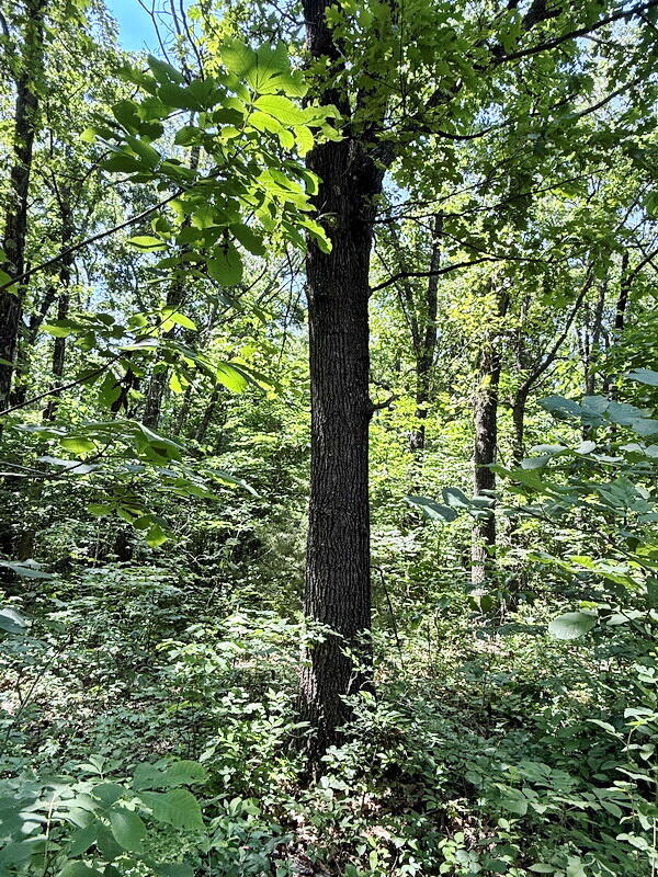 Photo 15 - Land for sale – Tbd3 E 1550 Road  Jerico Springs, MO