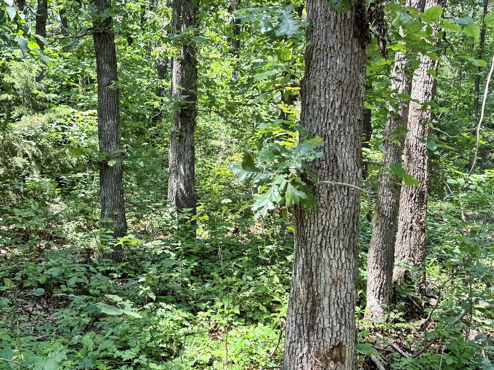Photo 13 - Land for sale – Tbd3 E 1550 Road  Jerico Springs, MO