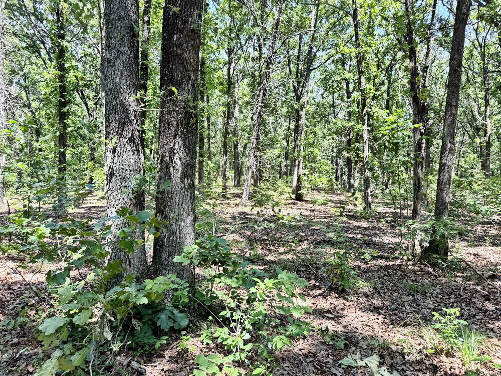 Photo 32 - Land for sale – Tbd3 E 1550 Road  Jerico Springs, MO