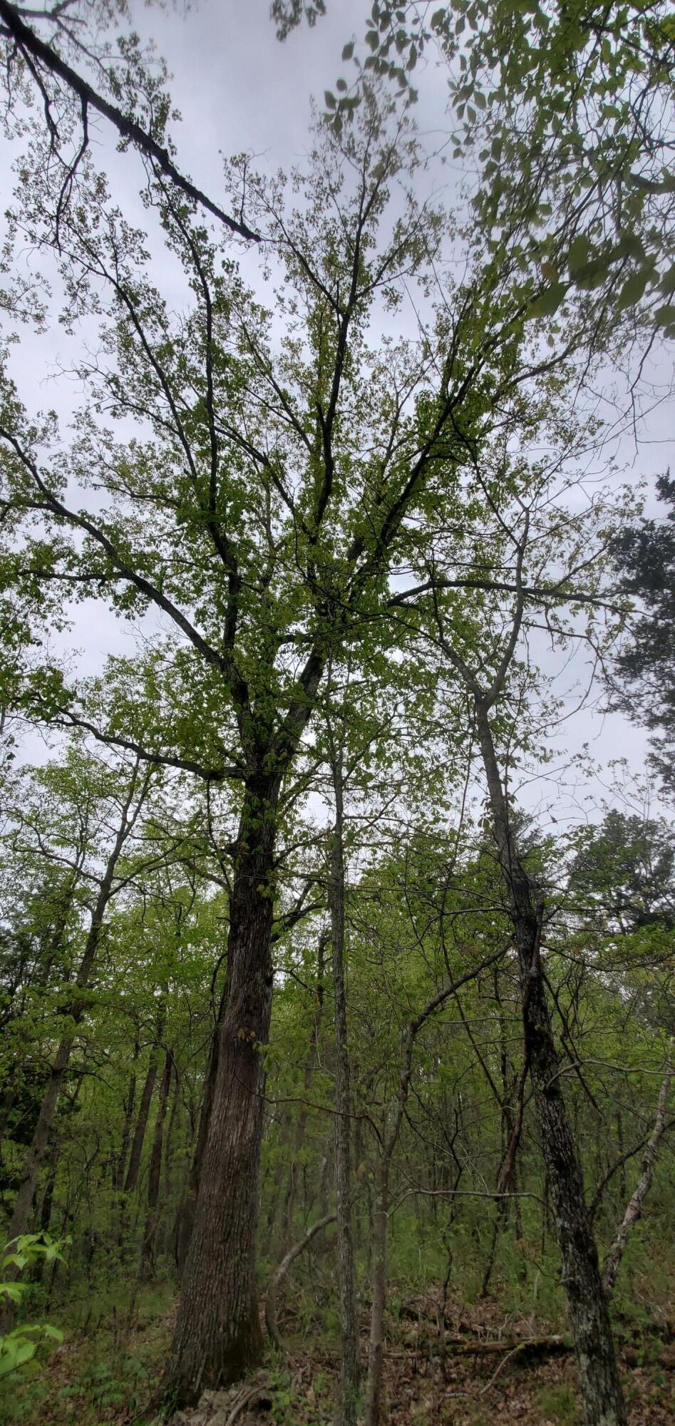 Photo 22 - Land for sale – Tbd  Timberhill Road-Tract 1   Raymondville, MO