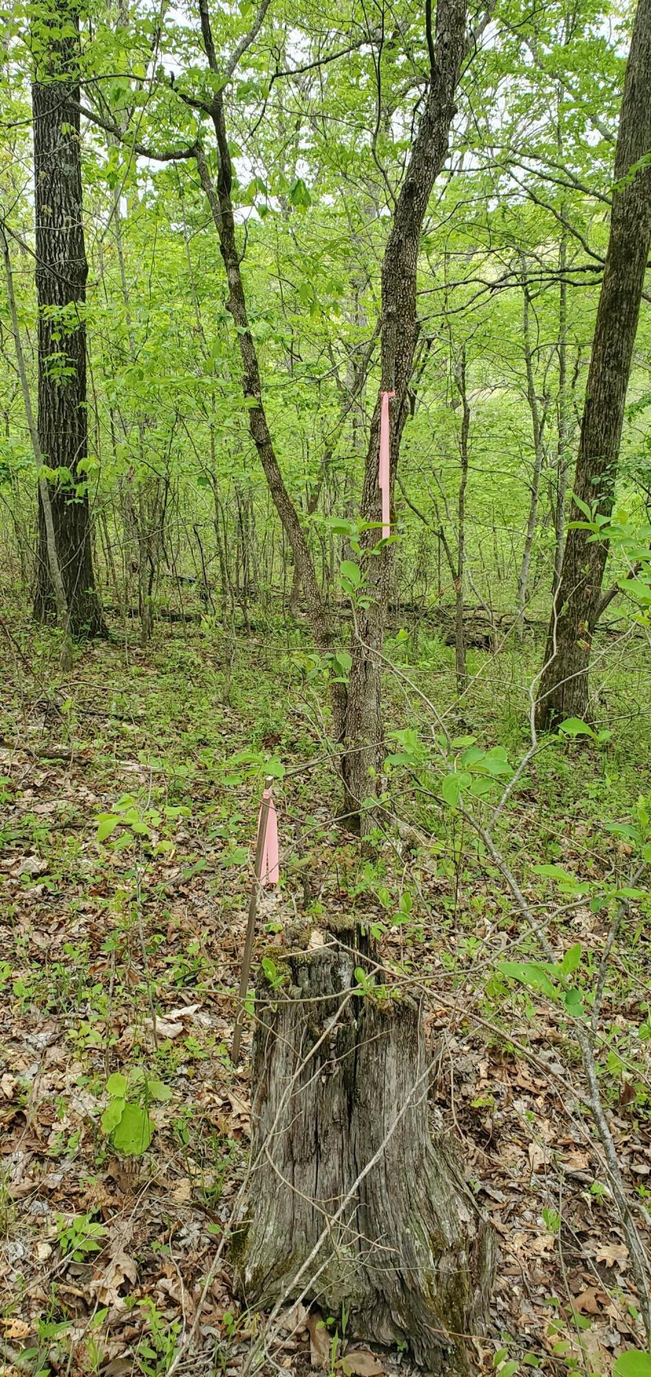 Photo 15 - Land for sale – Tbd  Timberhill Road-Tract 1   Raymondville, MO