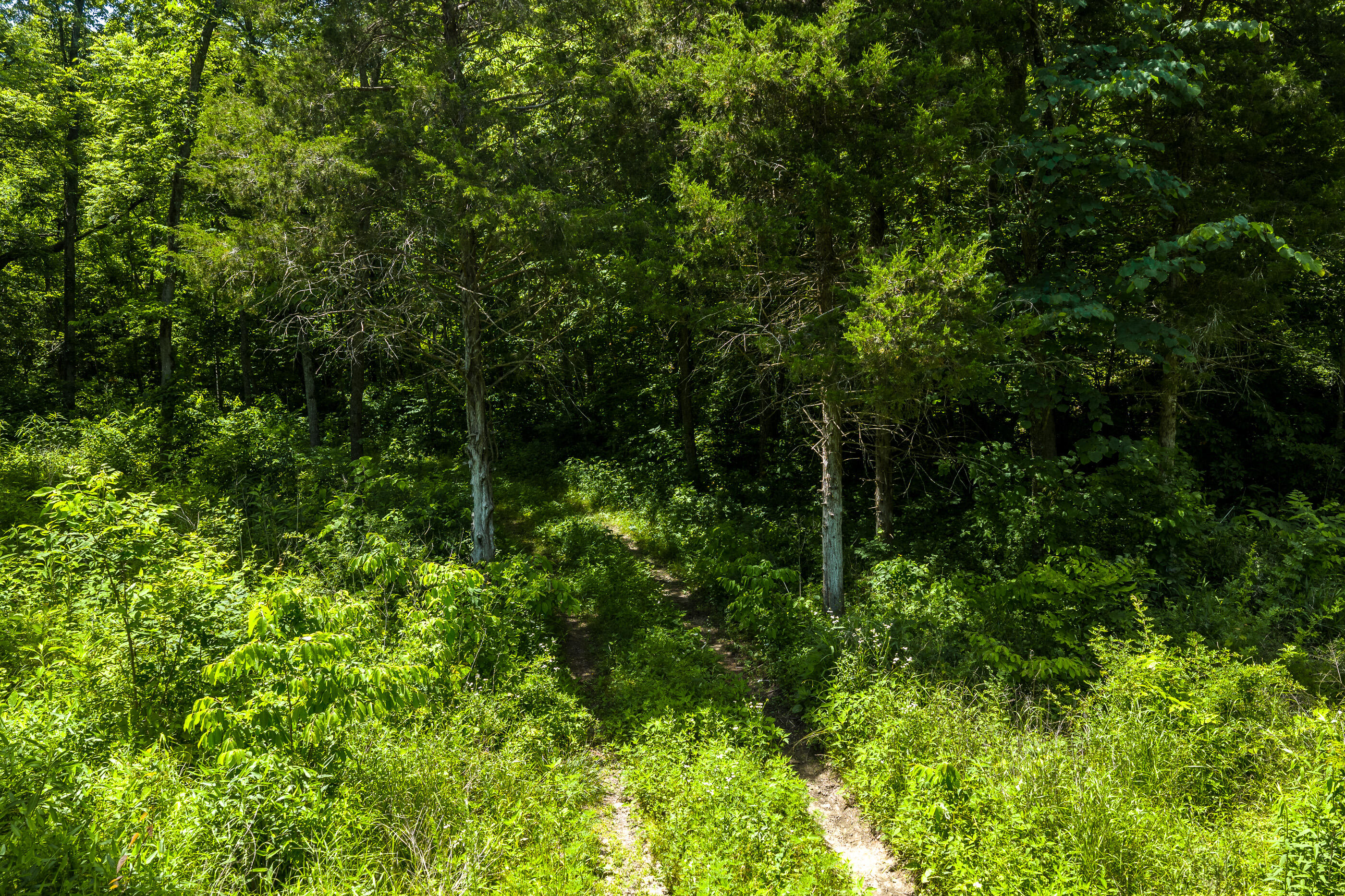 Photo 15 - Land for sale – Tbd  Timberhill Road-Tract 2   Raymondville, MO