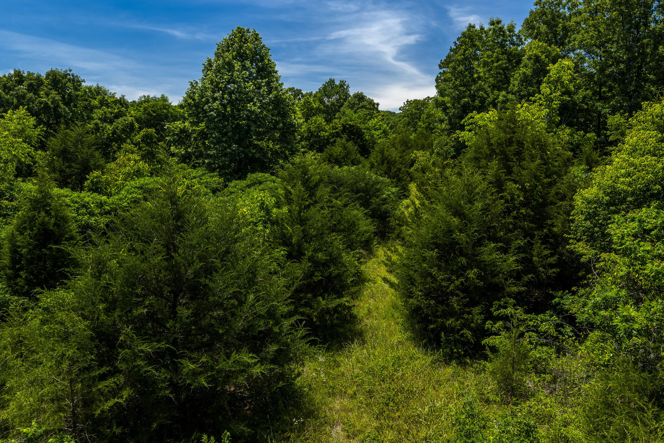 Photo 12 - Land for sale – Tbd  Timberhill Road-Tract 2   Raymondville, MO