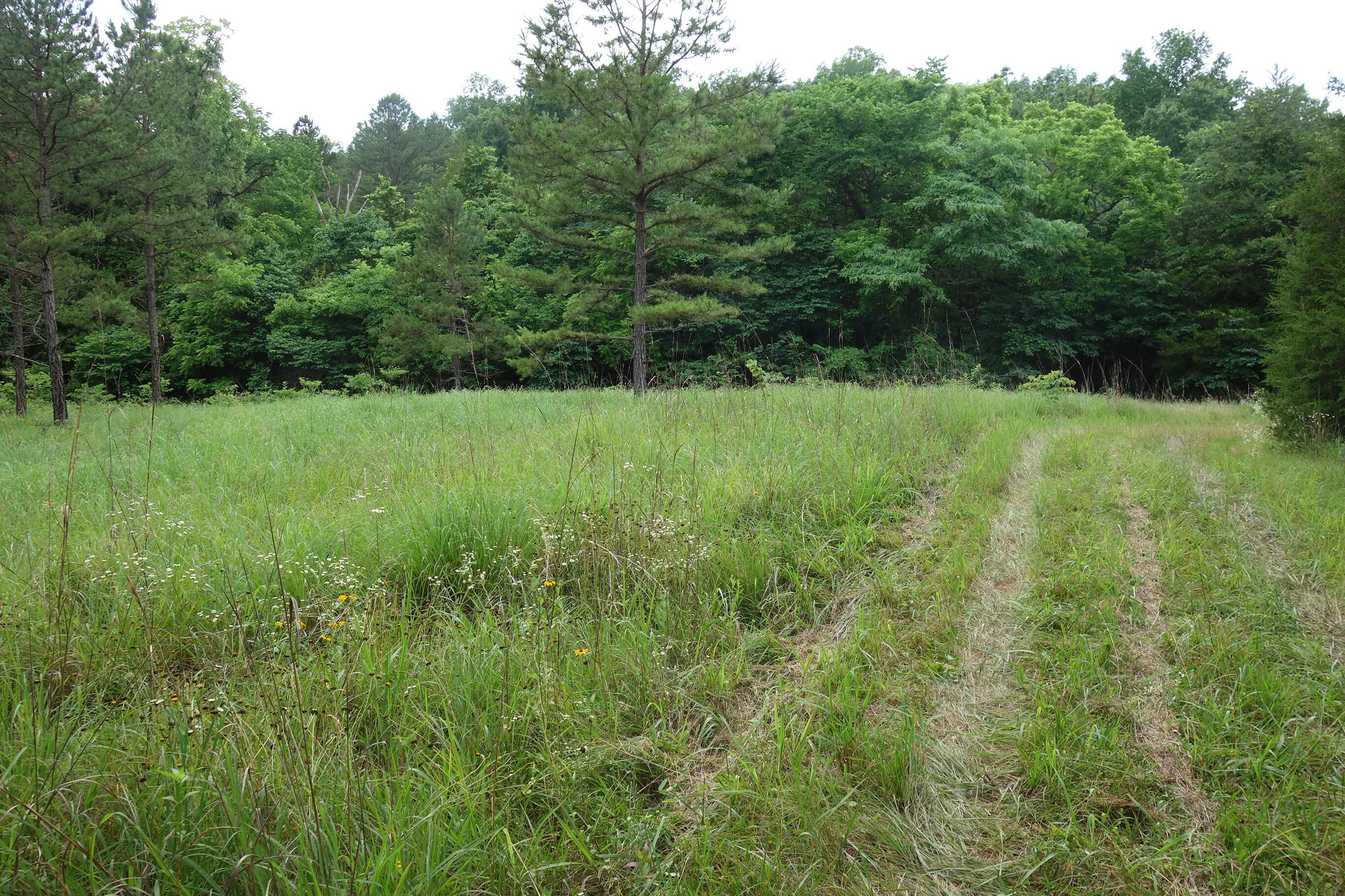 Photo 55 - Land for sale – 000  County Road 522   Winona, MO