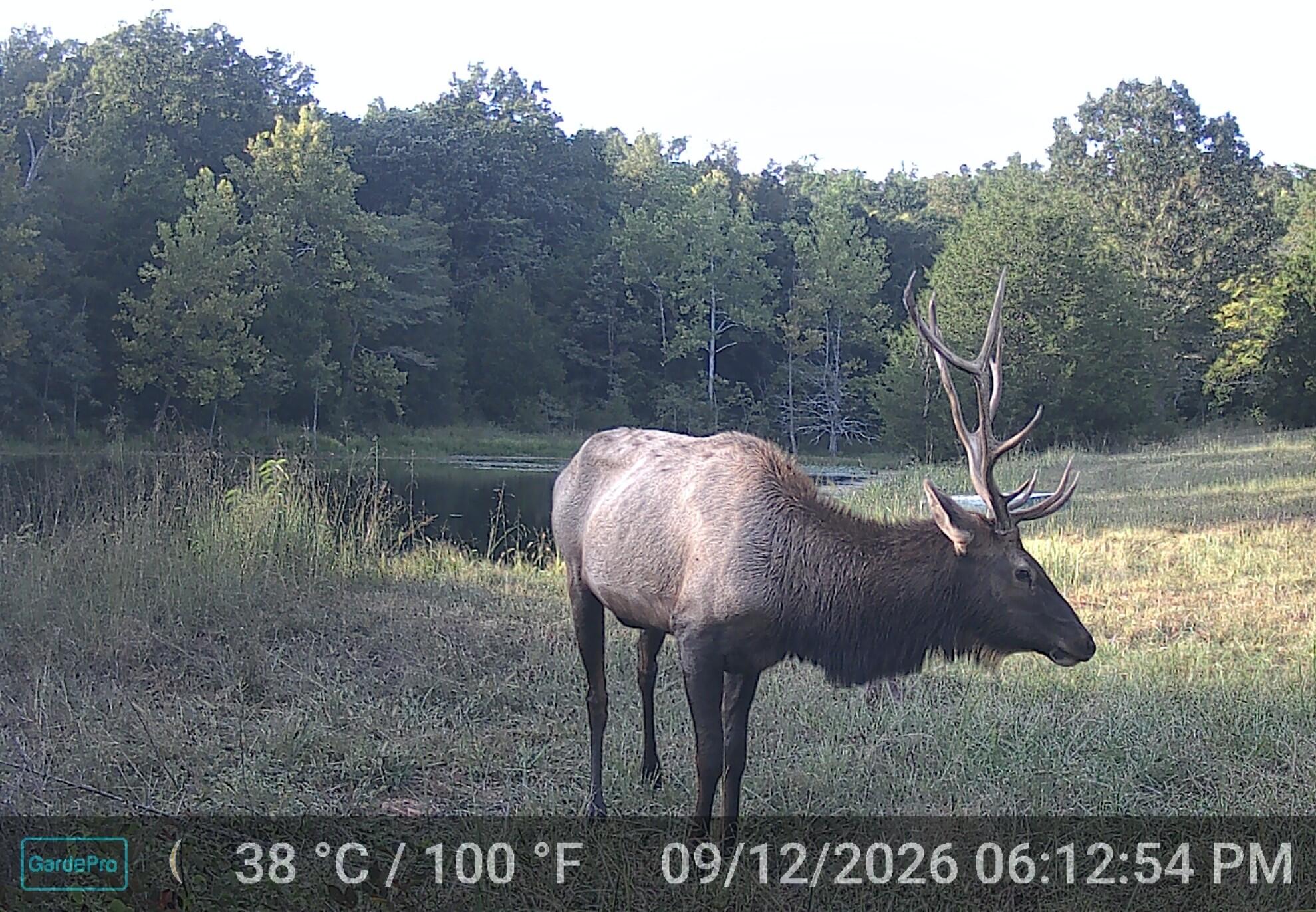 Photo 33 - Land for sale – 000  County Road 522   Winona, MO