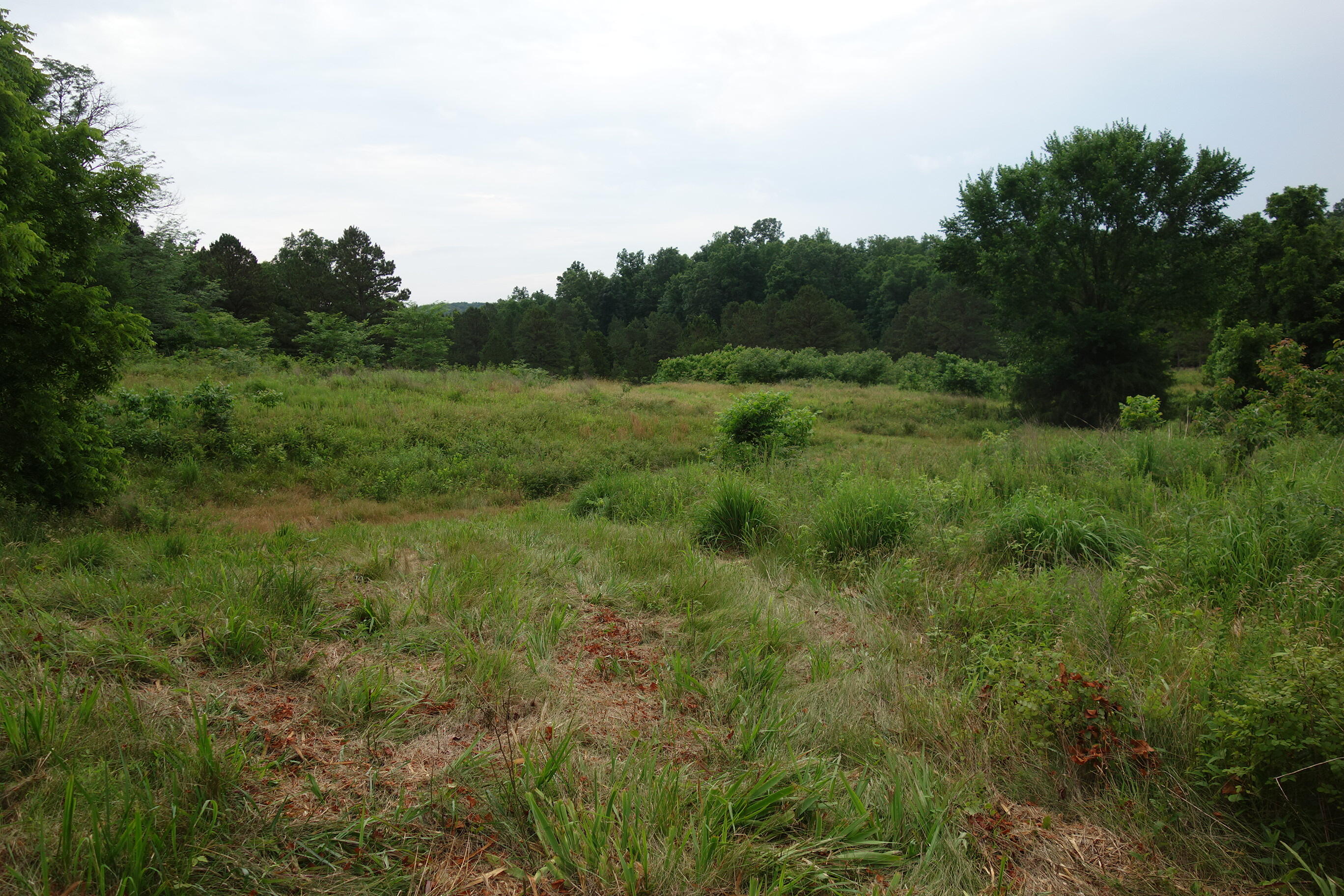 Photo 49 - Land for sale – 000  County Road 522   Winona, MO