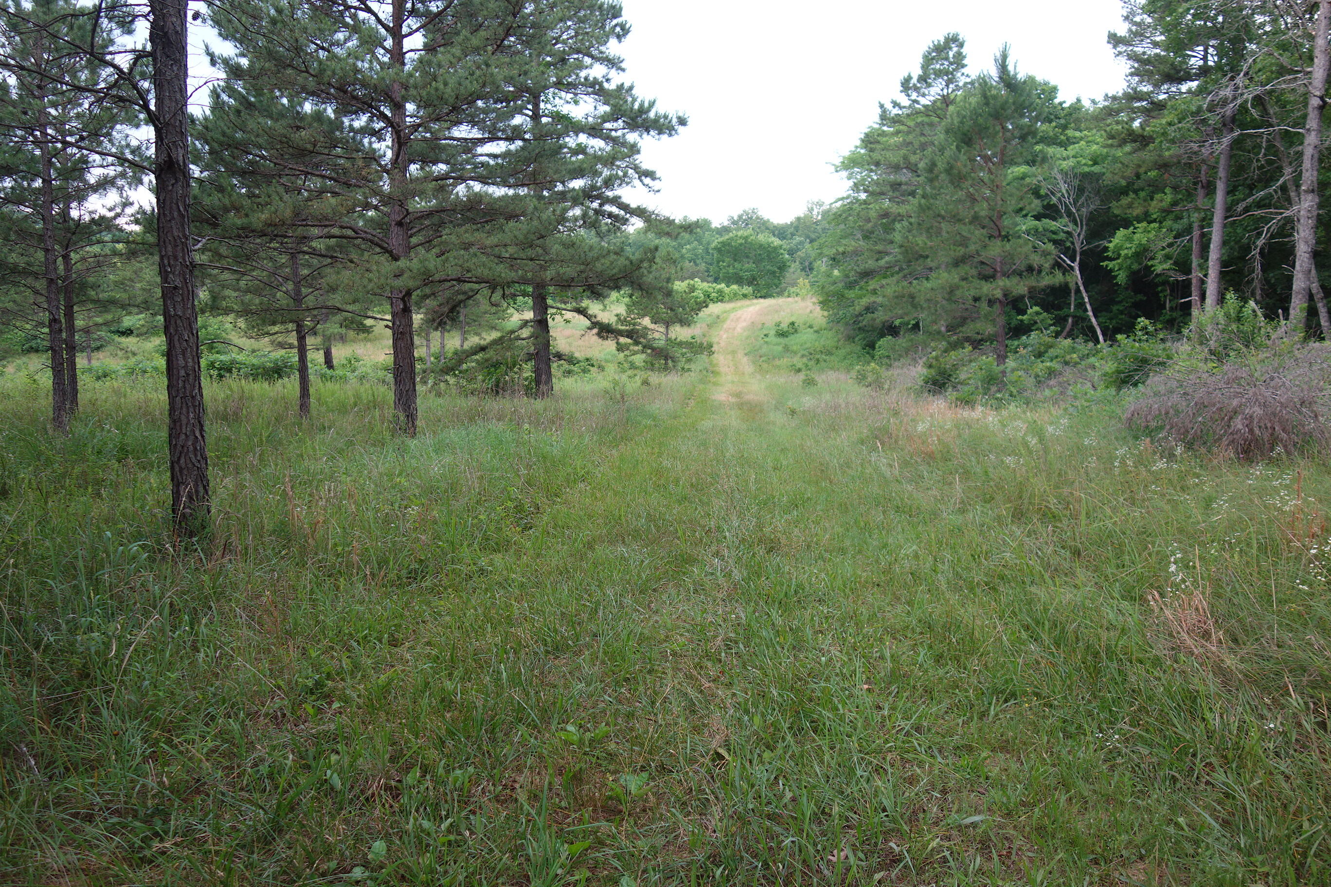Photo 24 - Land for sale – 000  County Road 522   Winona, MO