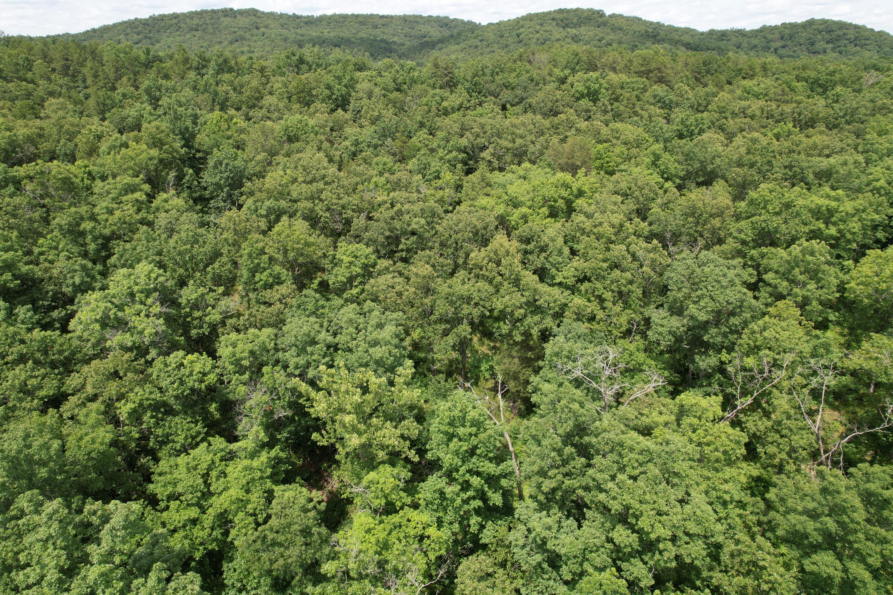 Photo 68 - Land for sale – 000  County Road 522   Winona, MO