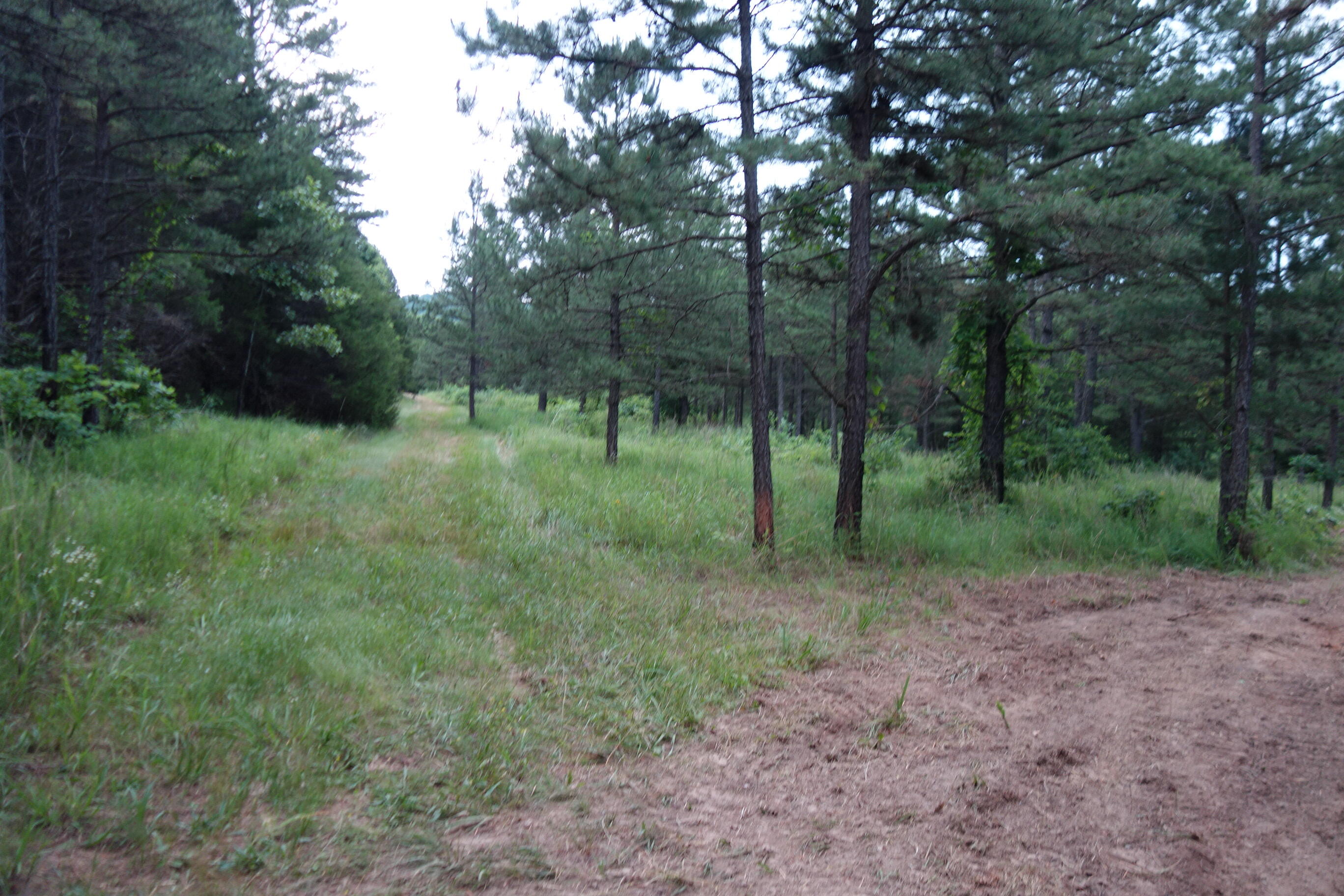 Photo 54 - Land for sale – 000  County Road 522   Winona, MO