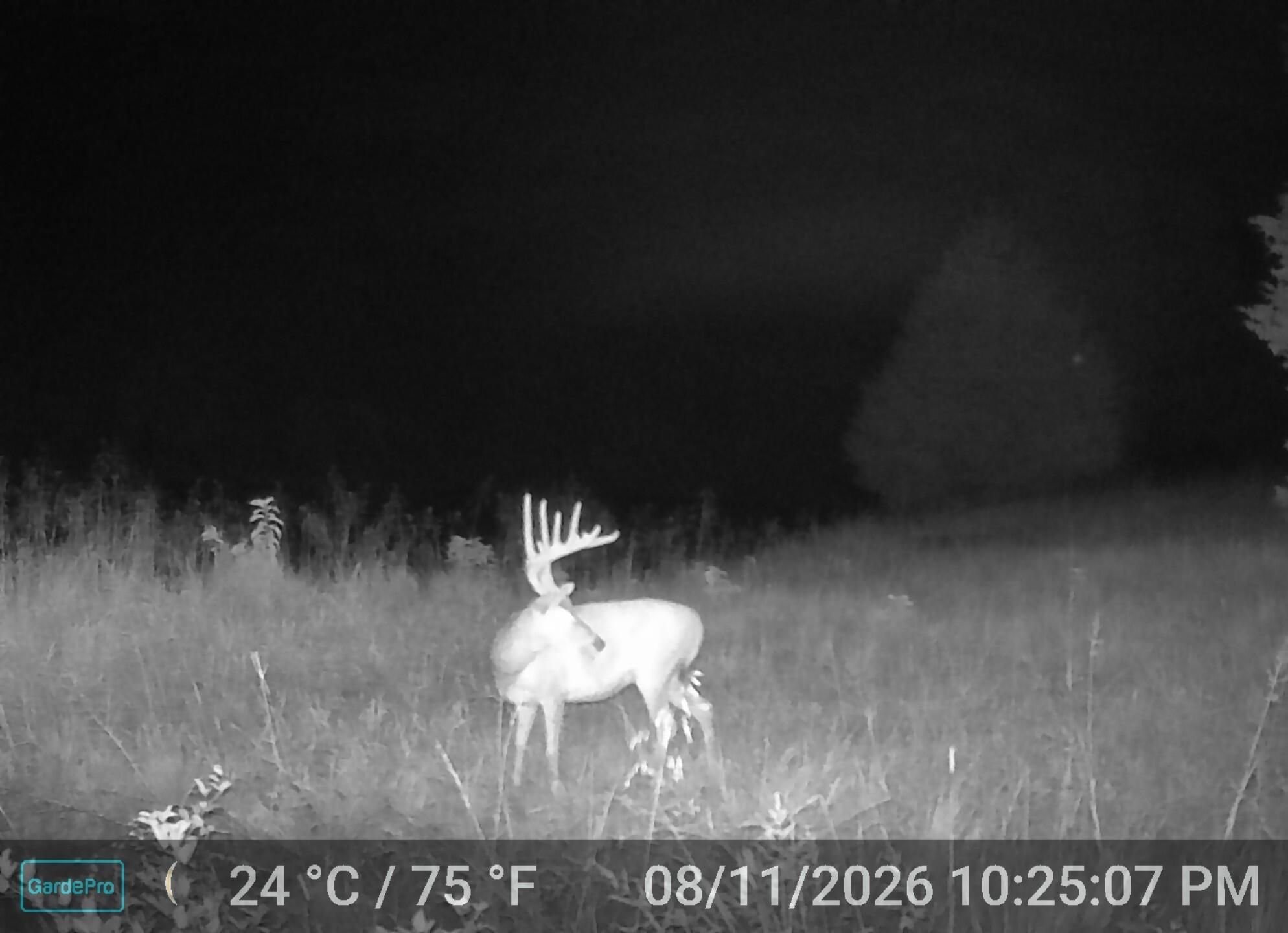 Photo 36 - Land for sale – 000  County Road 522   Winona, MO