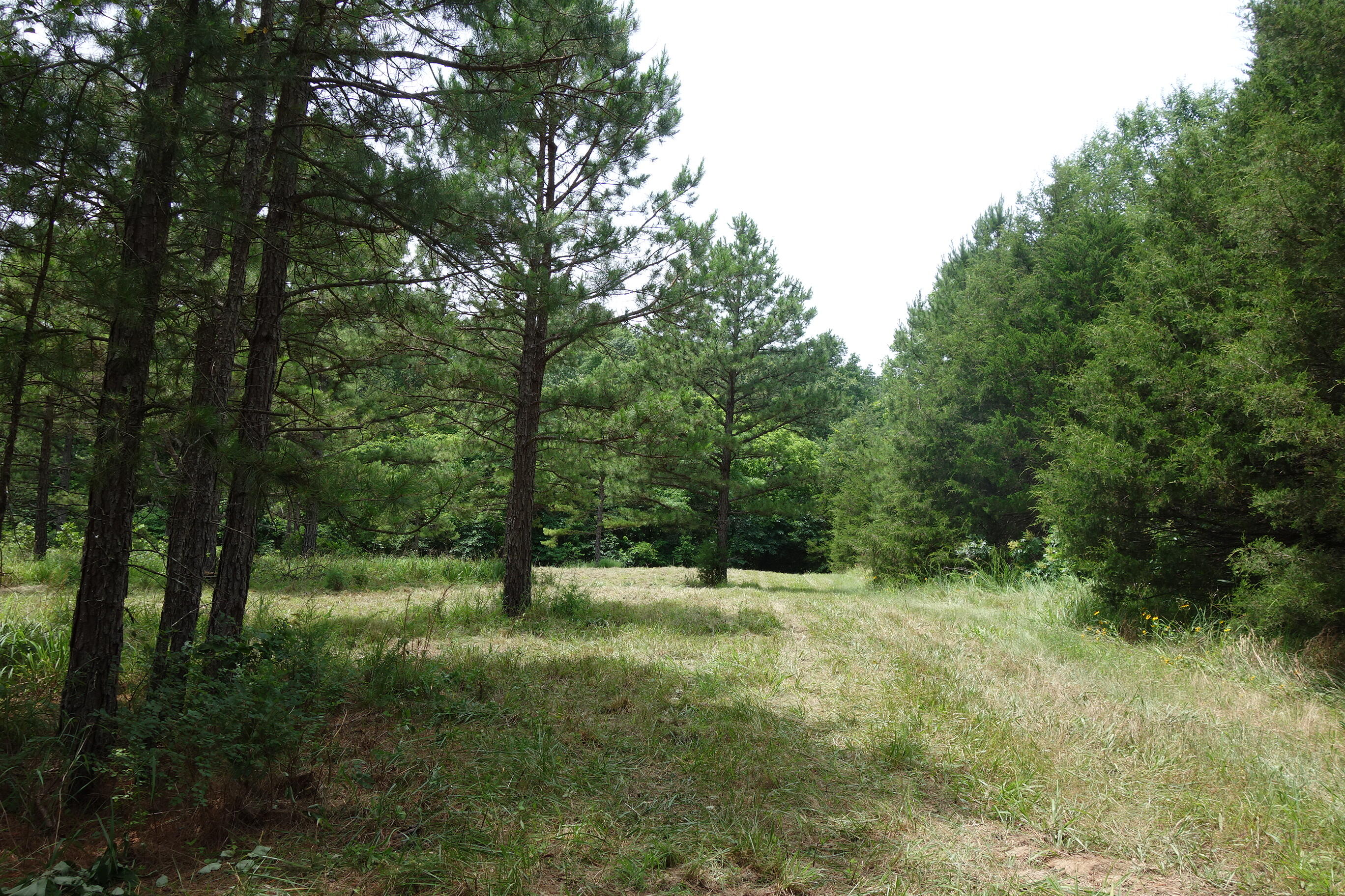 Photo 21 - Land for sale – 000  County Road 522   Winona, MO